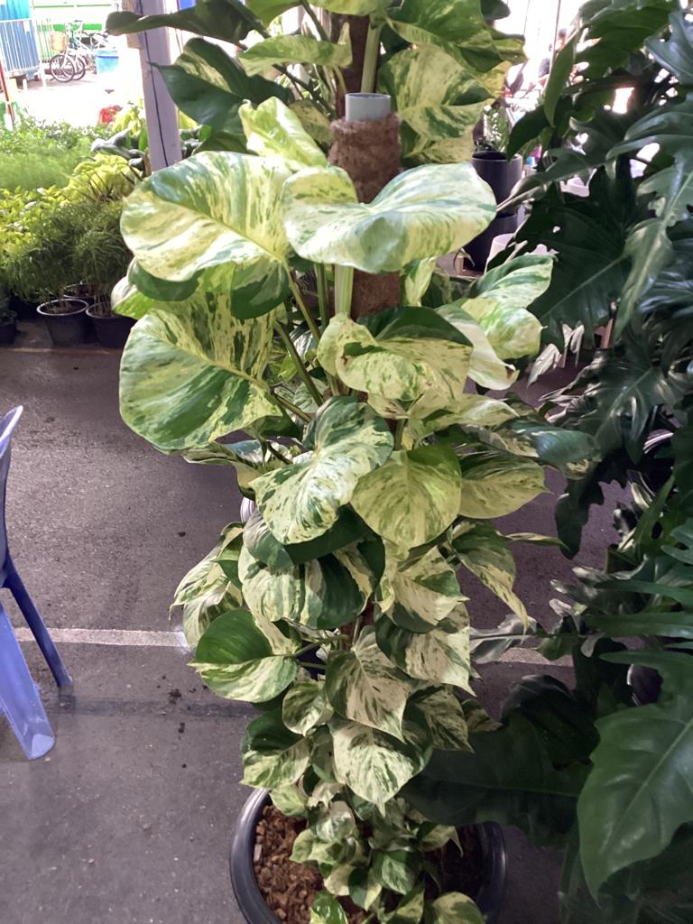 Marble Queen XL 3-3.5 ft, roots in moss, Get similar - 🪴 Voelk Art & Plants Inc 🪴