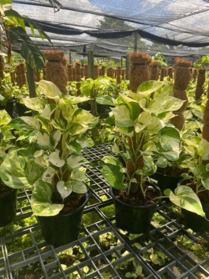 Marble Queen XL 3-3.5 ft, roots in moss, Get similar - 🪴 Voelk Art & Plants Inc 🪴