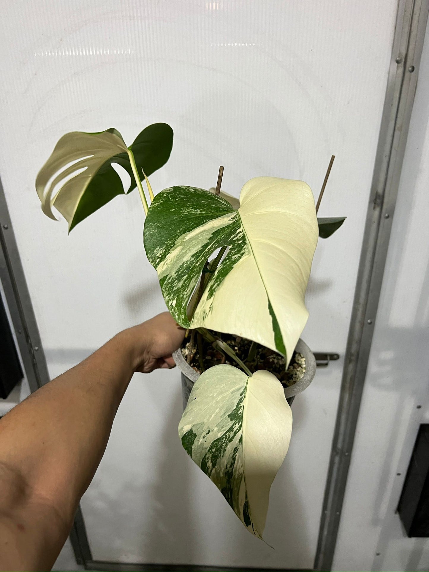 Monstera 'Albo halfmoon & Marble' Variegated Rare Plant-Exact Plant Jan 25, '25 - 🪴 Voelk Art & Plants Inc 🪴
