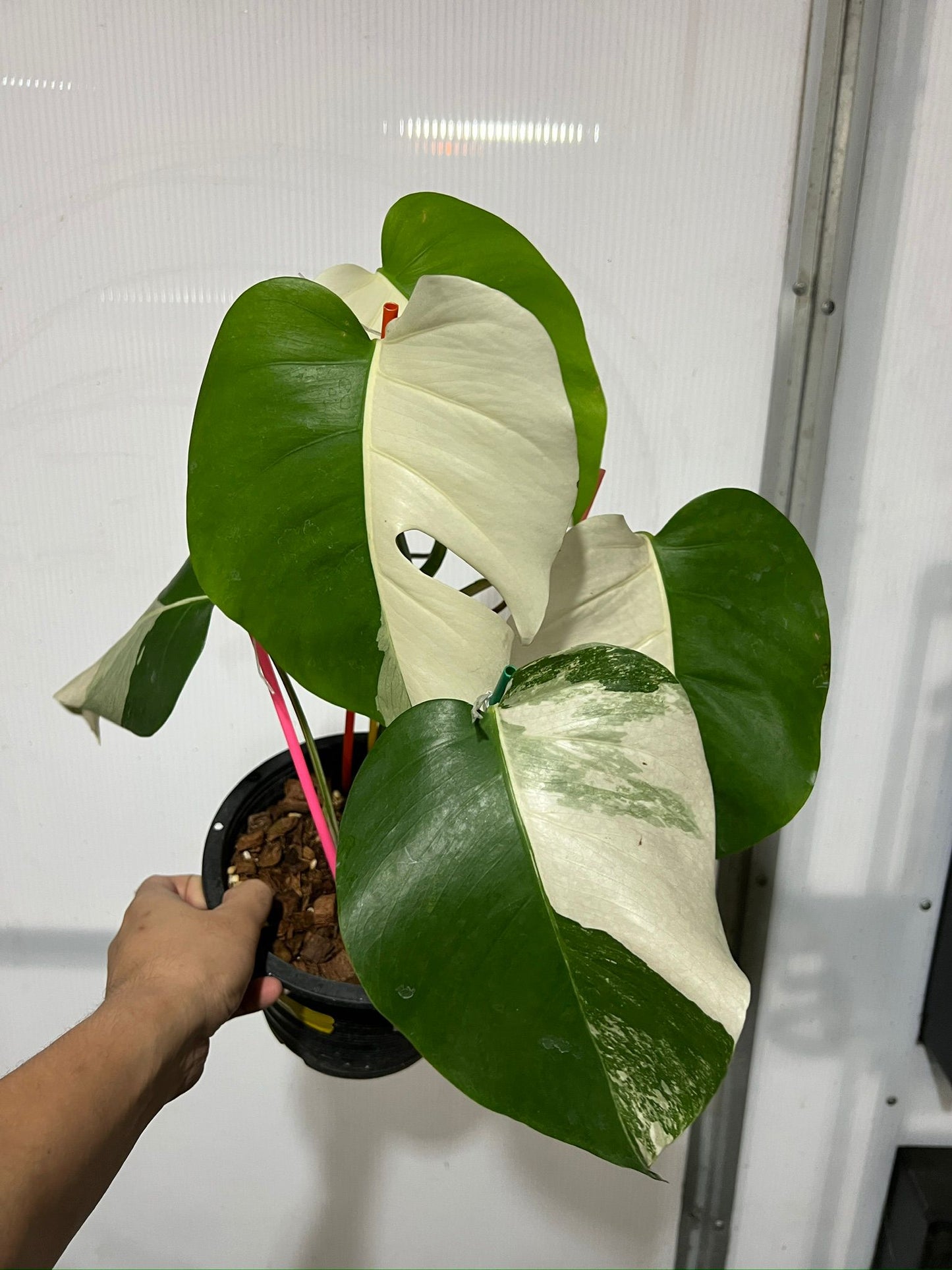 Monstera 'Albo Marble Haldmoon' Variegated Rare Plant-Exact Plant Jan 25, '25 - 🪴 Voelk Art & Plants Inc 🪴