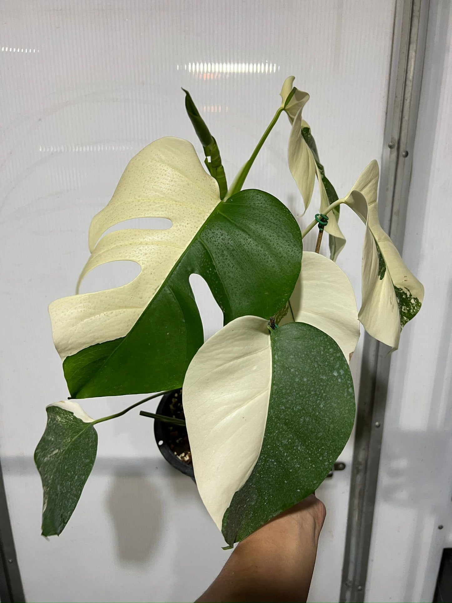 Monstera 'Albo Marble Haldmoon' Variegated Rare Plant-Exact Plant Jan 25, '25 - 🪴 Voelk Art & Plants Inc 🪴