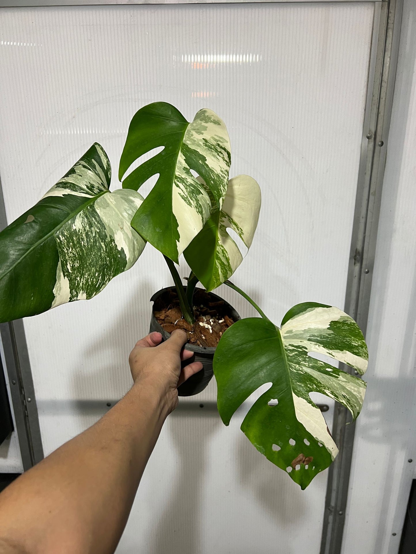 Monstera 'Albo Marble' Variegated Rare Plant-Exact Plant Jan 25, '25 - 🪴 Voelk Art & Plants Inc 🪴