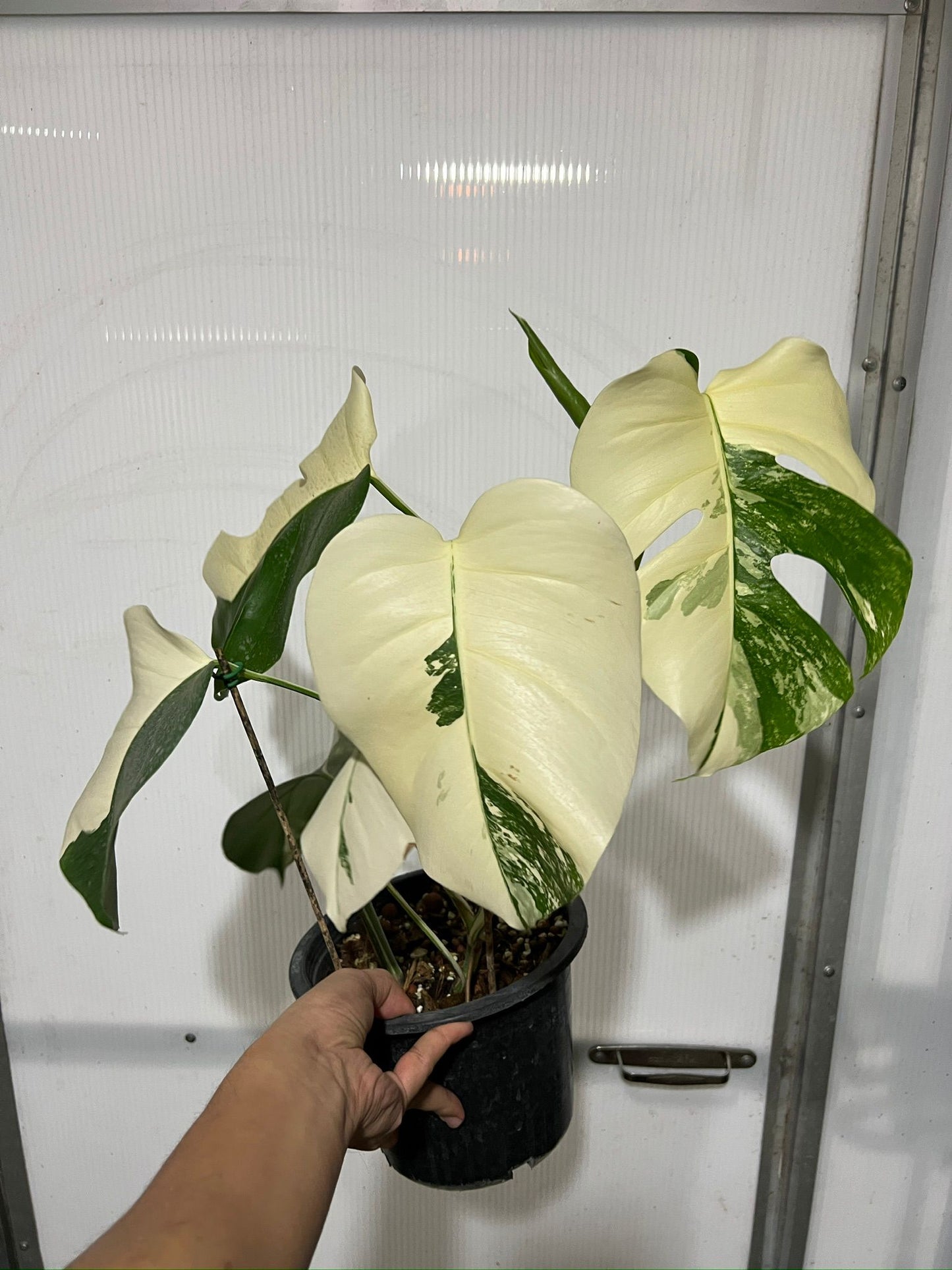 Monstera 'Albo Super White Marble' Variegated Rare Plant-Exact Plant Jan 25, '25 - 🪴 Voelk Art & Plants Inc 🪴