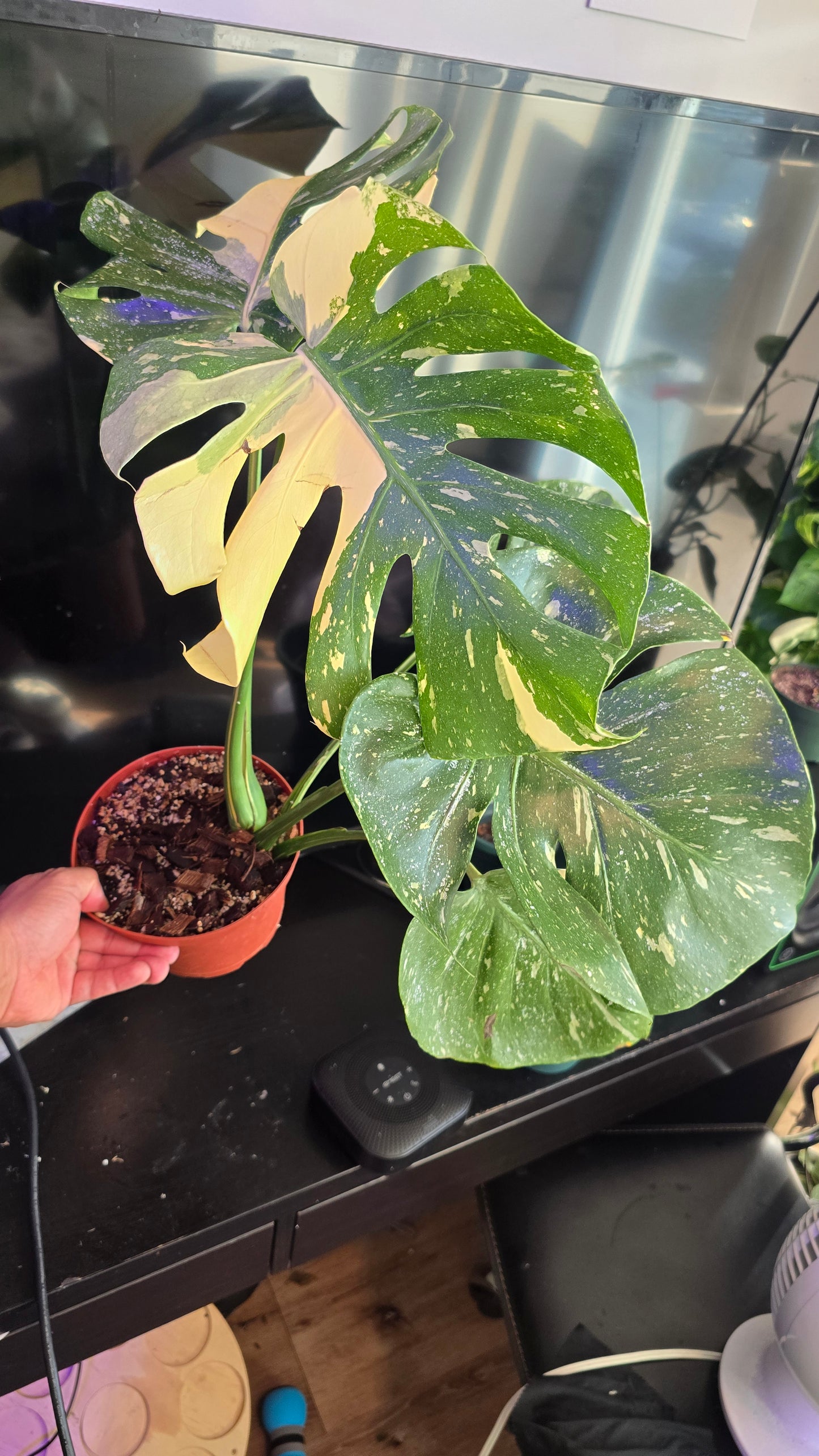 Monstera 'Thai Constellation 'Halfmoon Variegated Rare Plant-Exact Plant Dec 27, 2024 - 🪴 Voelk Art & Plants Inc 🪴