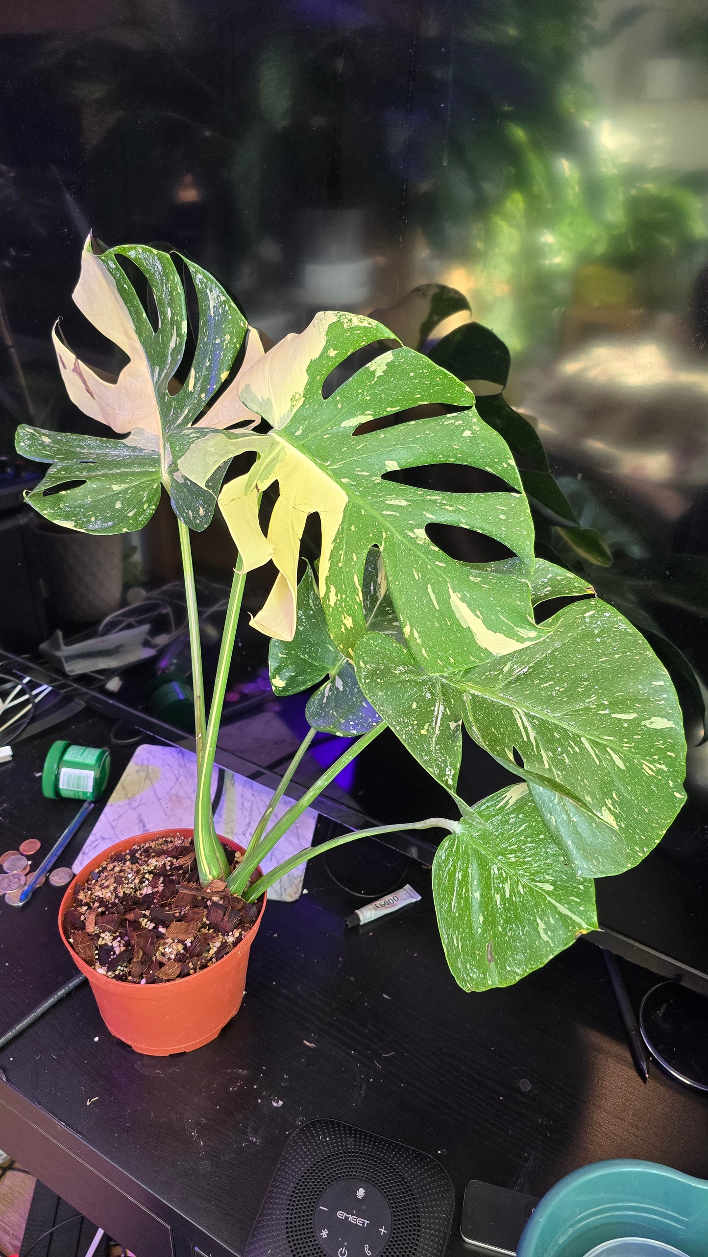 Monstera 'Thai Constellation 'Halfmoon Variegated Rare Plant-Exact Plant Dec 27, 2024 - 🪴 Voelk Art & Plants Inc 🪴