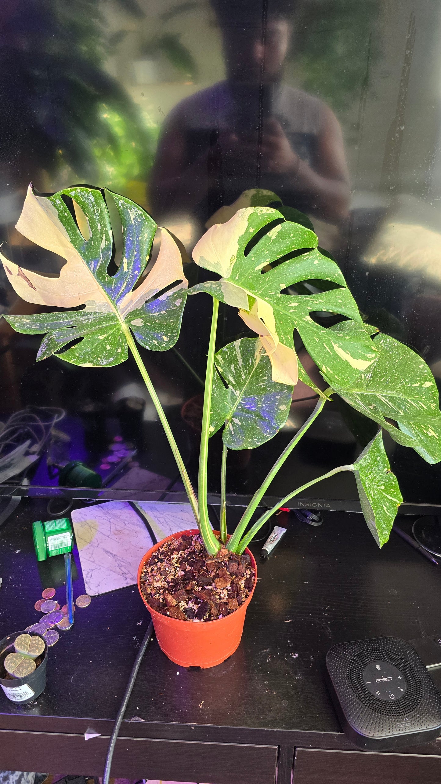 Monstera 'Thai Constellation 'Halfmoon Variegated Rare Plant-Exact Plant Dec 27, 2024 - 🪴 Voelk Art & Plants Inc 🪴