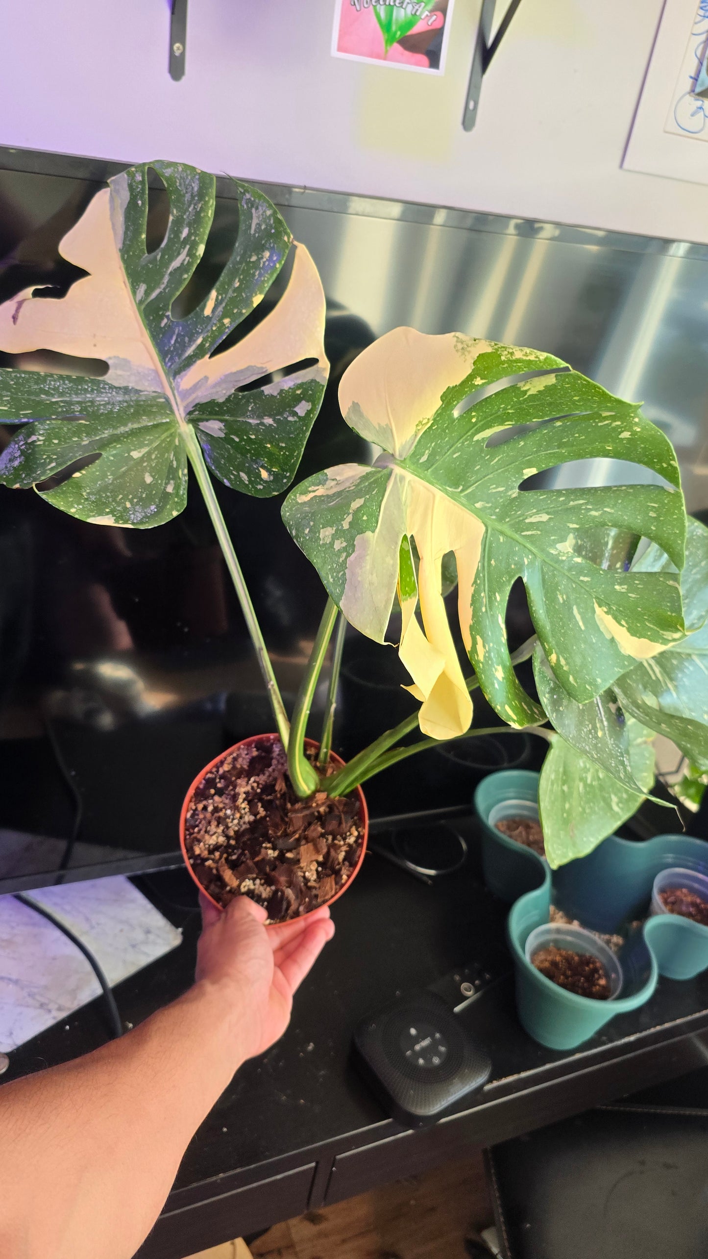 Monstera 'Thai Constellation 'Halfmoon Variegated Rare Plant-Exact Plant Dec 27, 2024 - 🪴 Voelk Art & Plants Inc 🪴