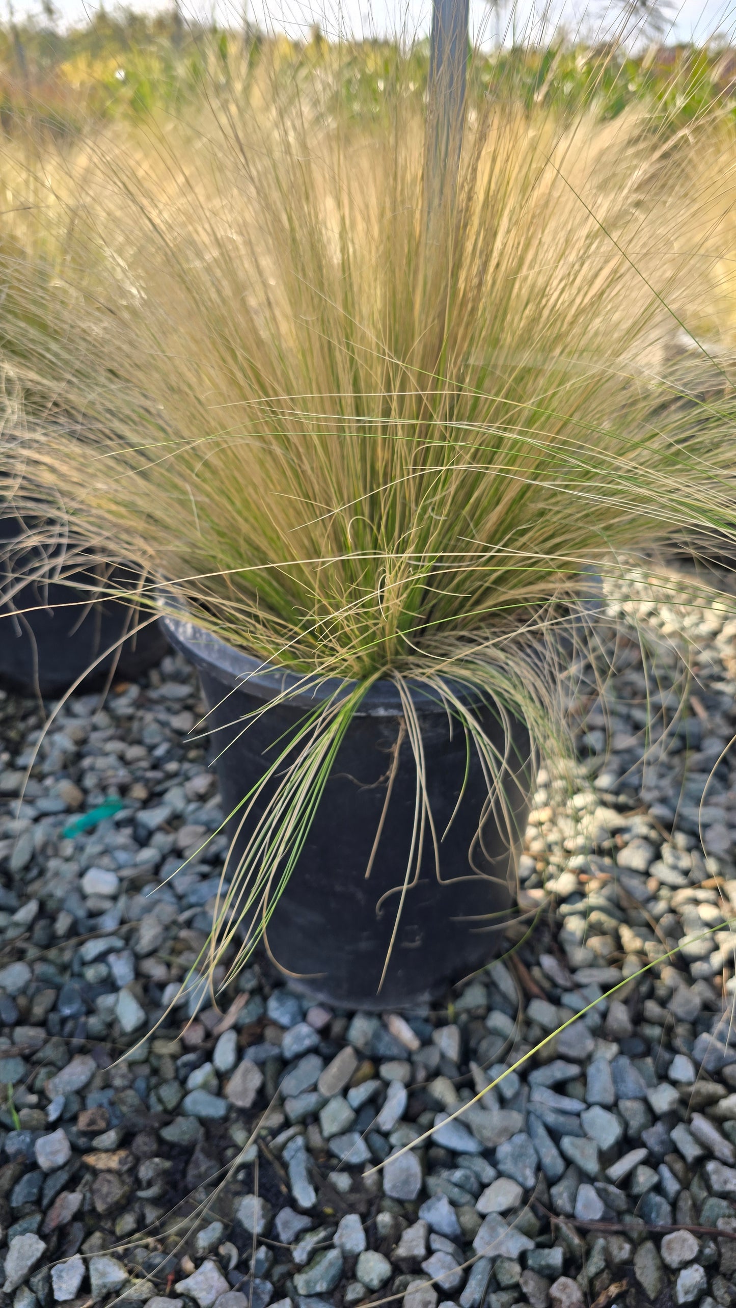 Nassela tenuissima on 5 gallon pot - Get similar - 🪴 Voelk Art & Plants Inc 🪴