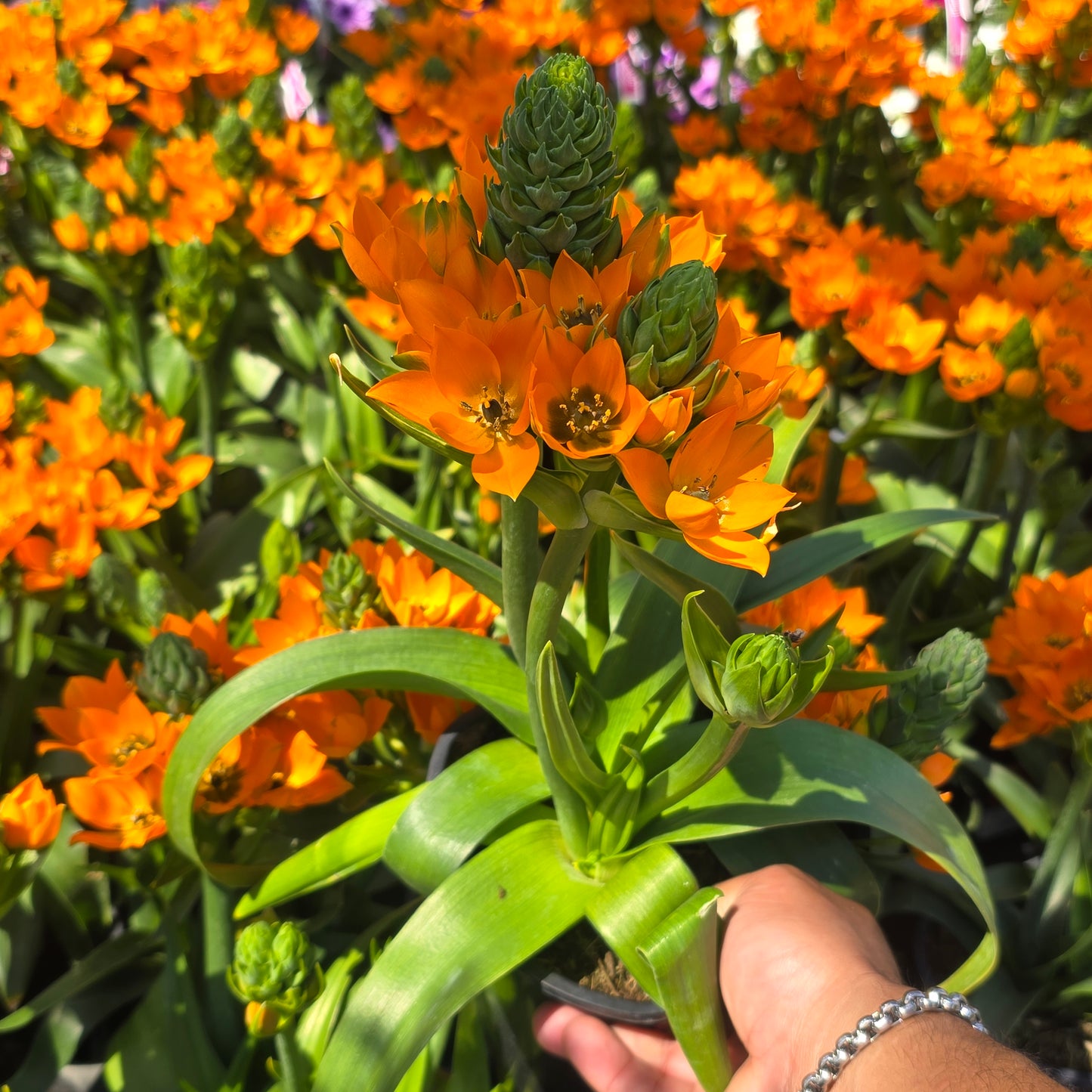 Ornithogalum dubium Orange in 5 inch pot - 🪴 Voelk Art & Plants Inc 🪴