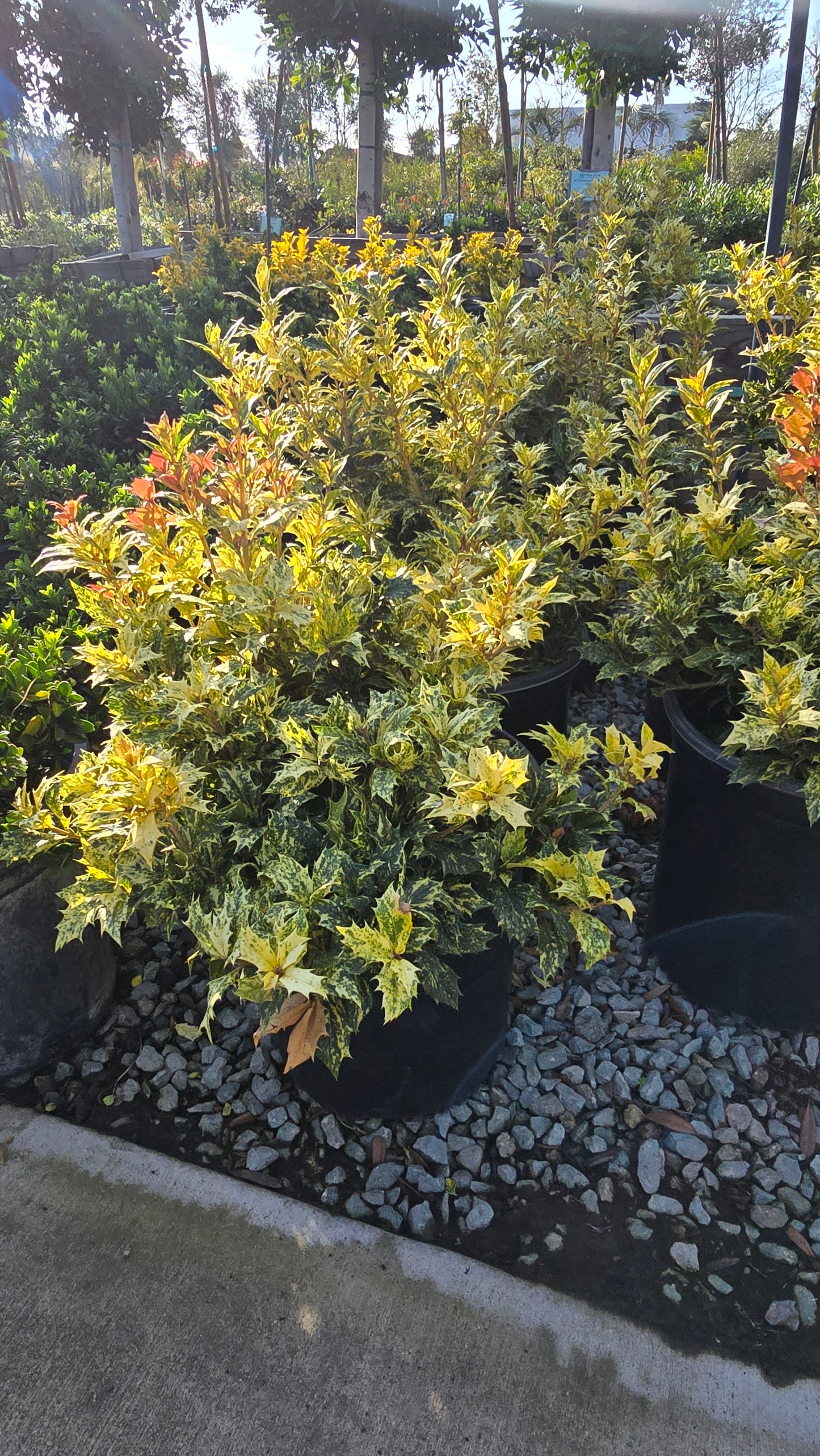 Osmanthus heterophyllus 'Goshiki 5 gallon pot - Get similar - 🪴 Voelk Art & Plants Inc 🪴