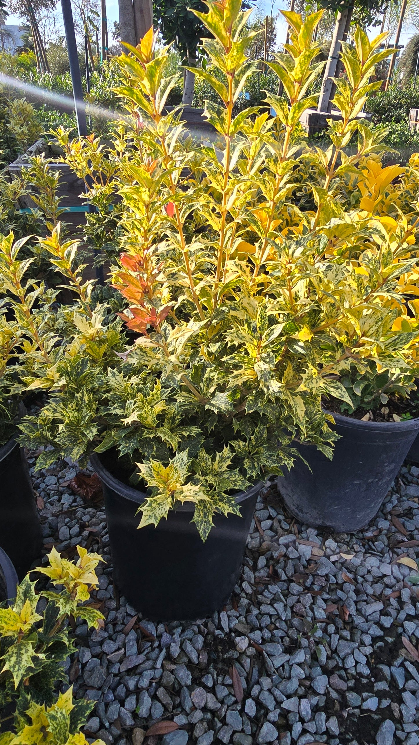 Osmanthus heterophyllus 'Goshiki 5 gallon pot - Get similar - 🪴 Voelk Art & Plants Inc 🪴
