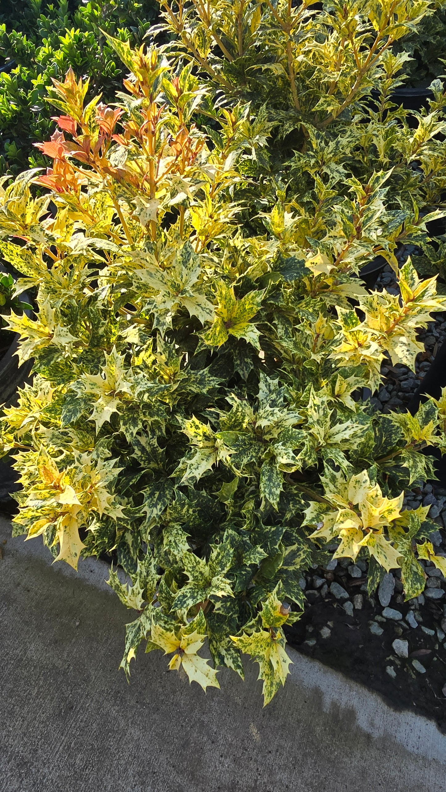 Osmanthus heterophyllus 'Goshiki 5 gallon pot - Get similar - 🪴 Voelk Art & Plants Inc 🪴