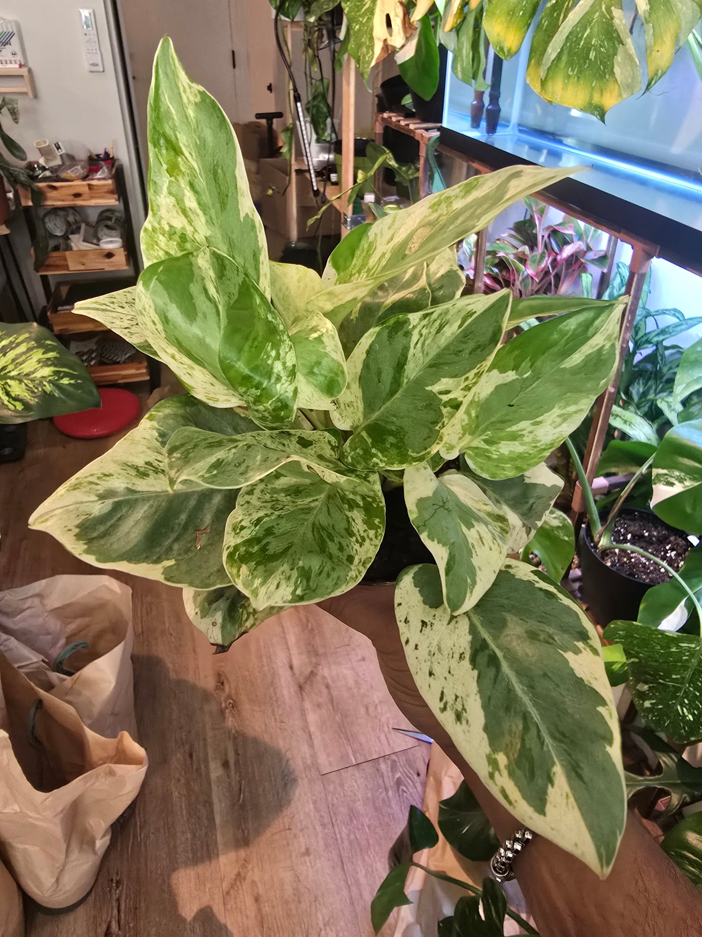 Peals & Jade Pothos rare high variegation in 4 inch pot elegant - 🪴 Voelk Art & Plants Inc 🪴