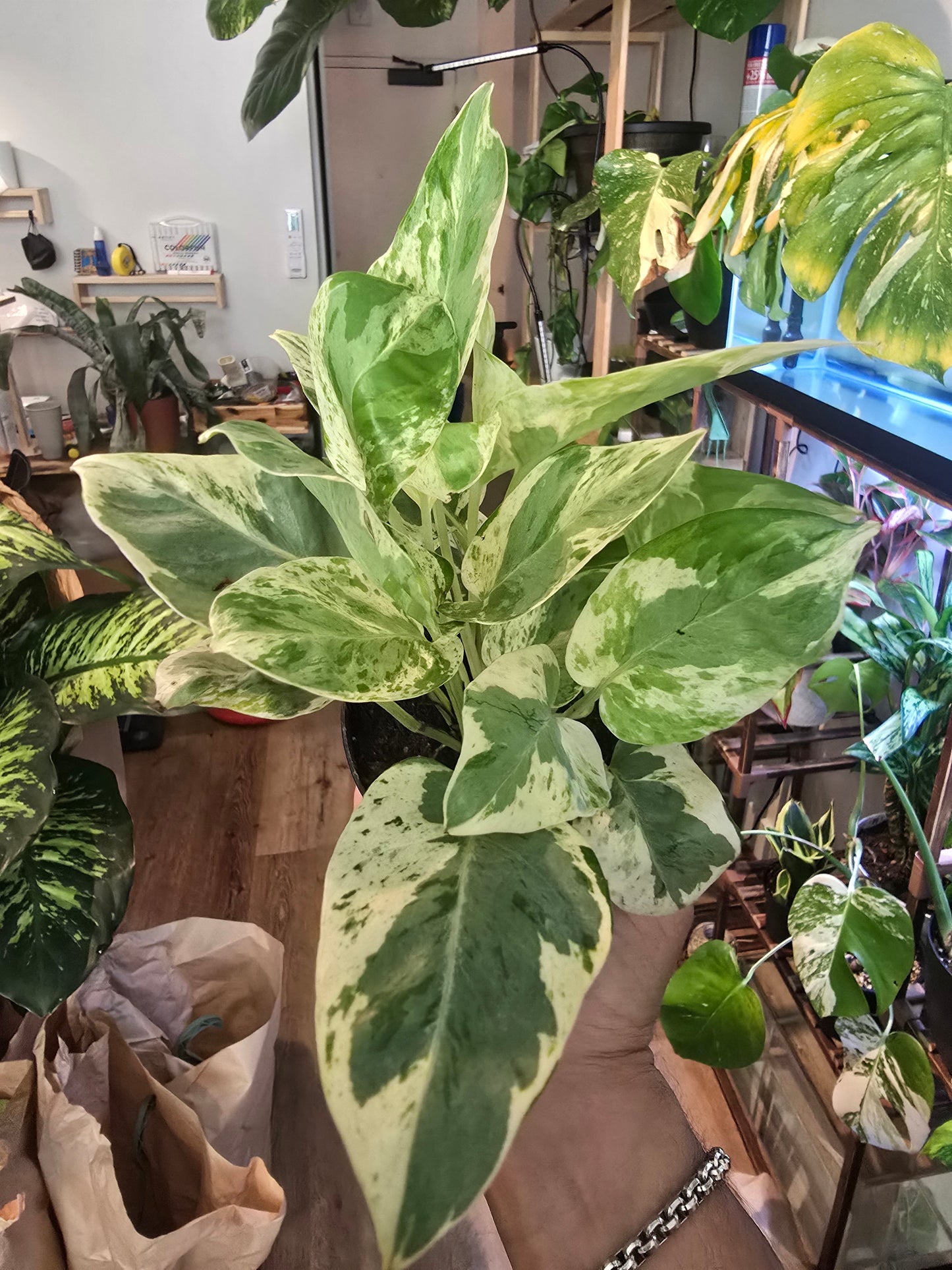 Peals & Jade Pothos rare high variegation in 4 inch pot elegant - 🪴 Voelk Art & Plants Inc 🪴