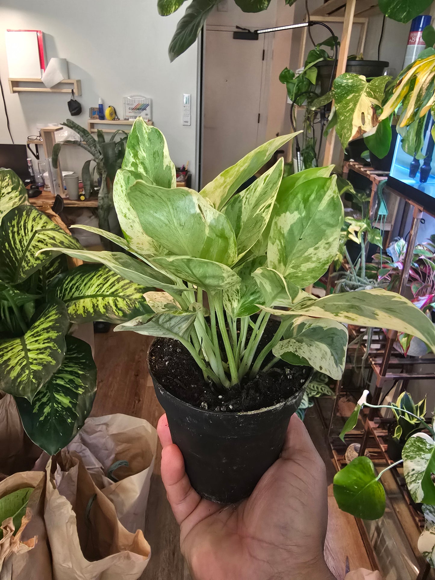 Peals & Jade Pothos rare high variegation in 4 inch pot elegant - 🪴 Voelk Art & Plants Inc 🪴