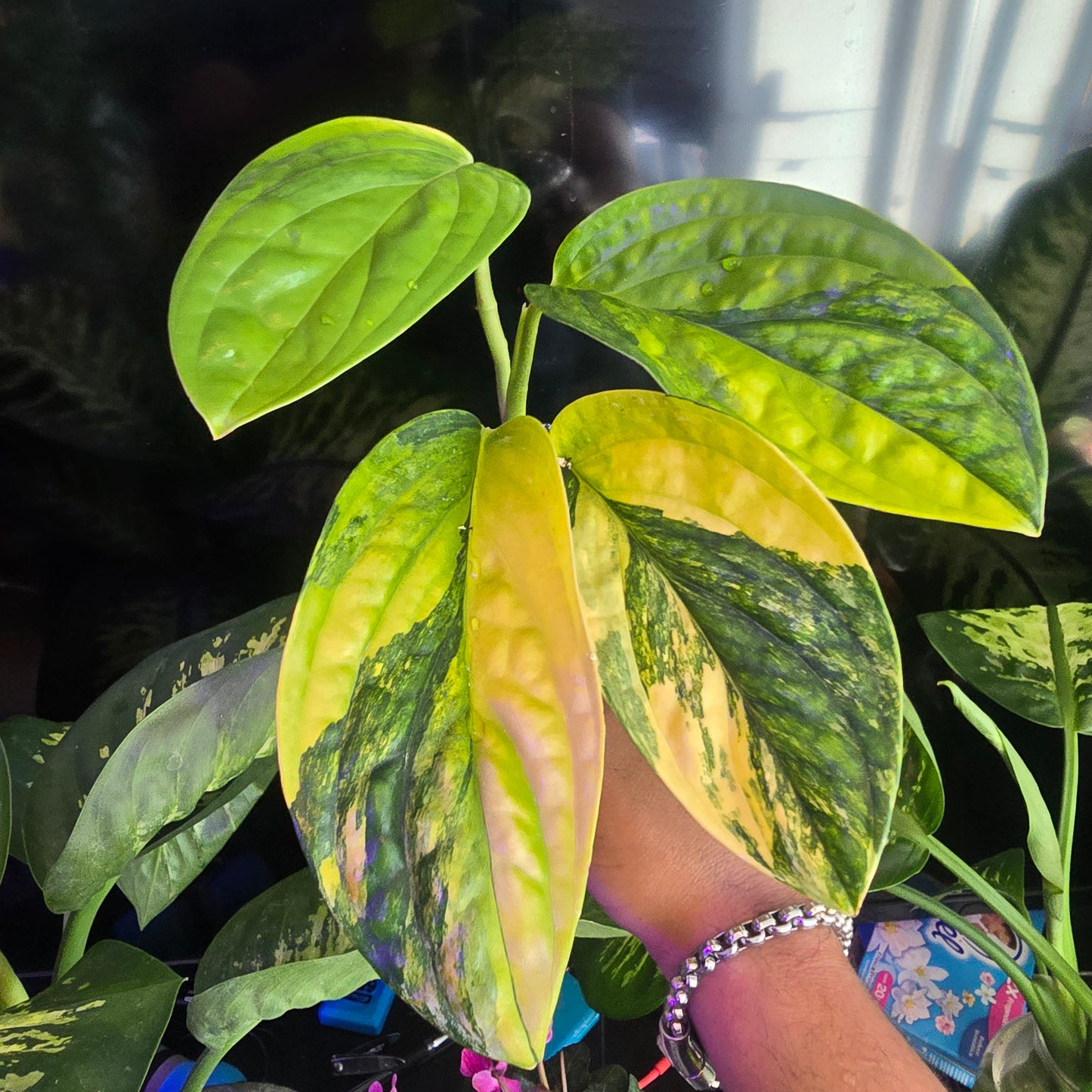 Peru Monstera Variegated in 4 inch pot, exact plant Feb 20 - 🪴 Voelk Art & Plants Inc 🪴