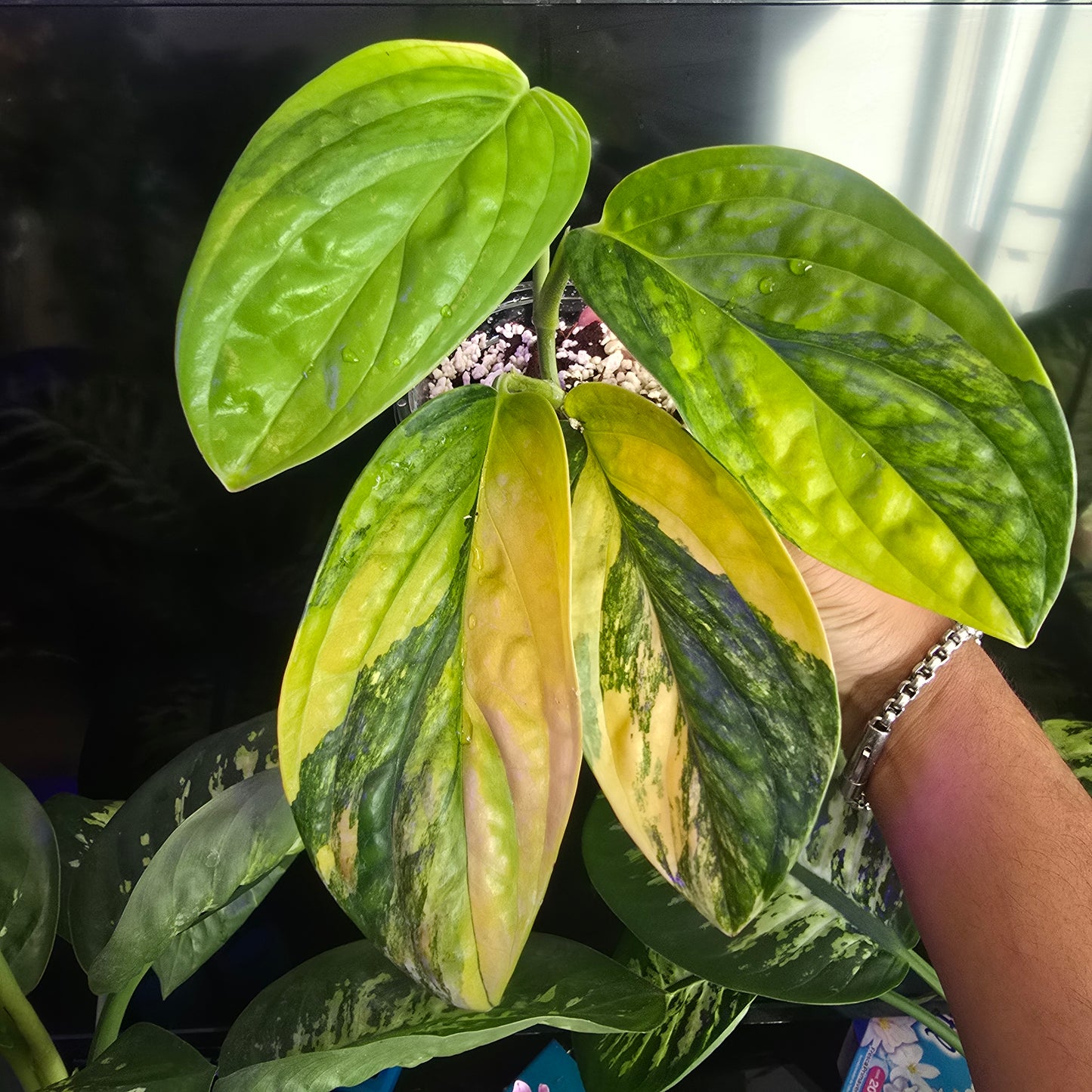 Peru Monstera Variegated in 4 inch pot, exact plant Feb 20 - 🪴 Voelk Art & Plants Inc 🪴