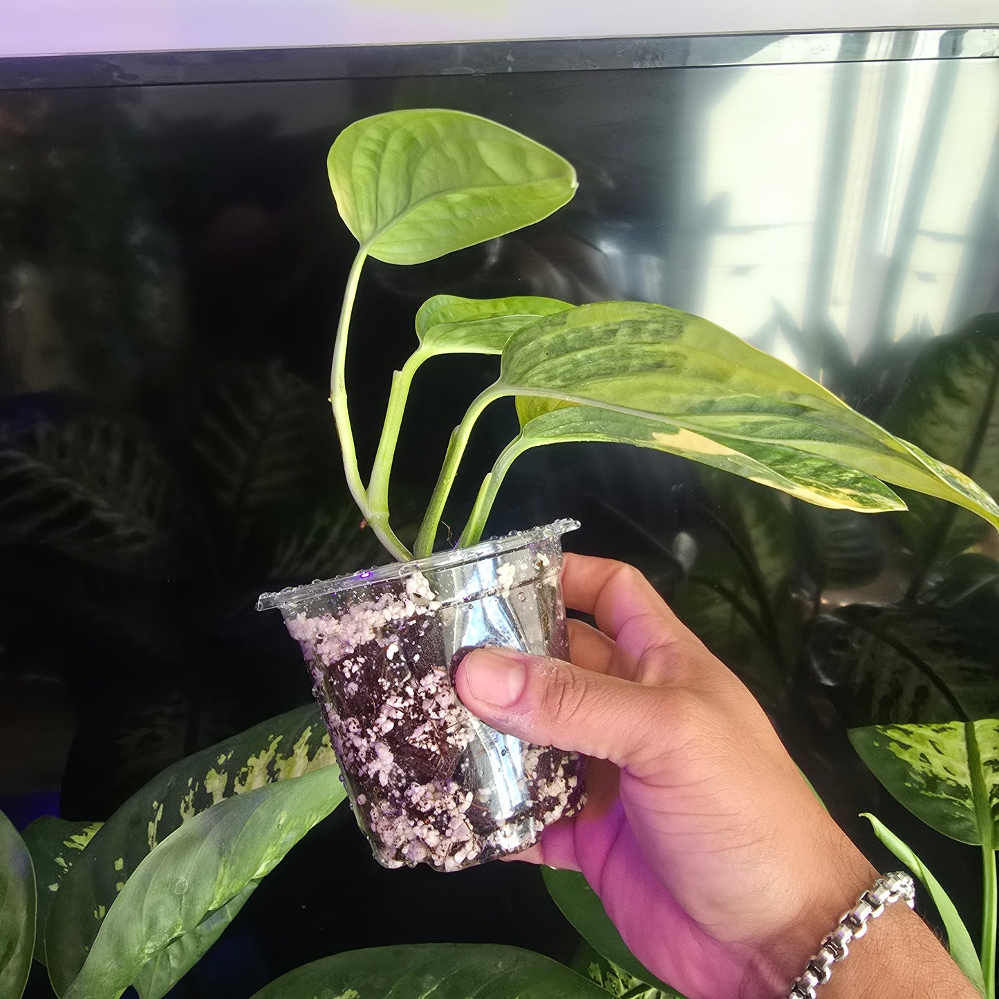Peru Monstera Variegated in 4 inch pot, exact plant Feb 20 - 🪴 Voelk Art & Plants Inc 🪴