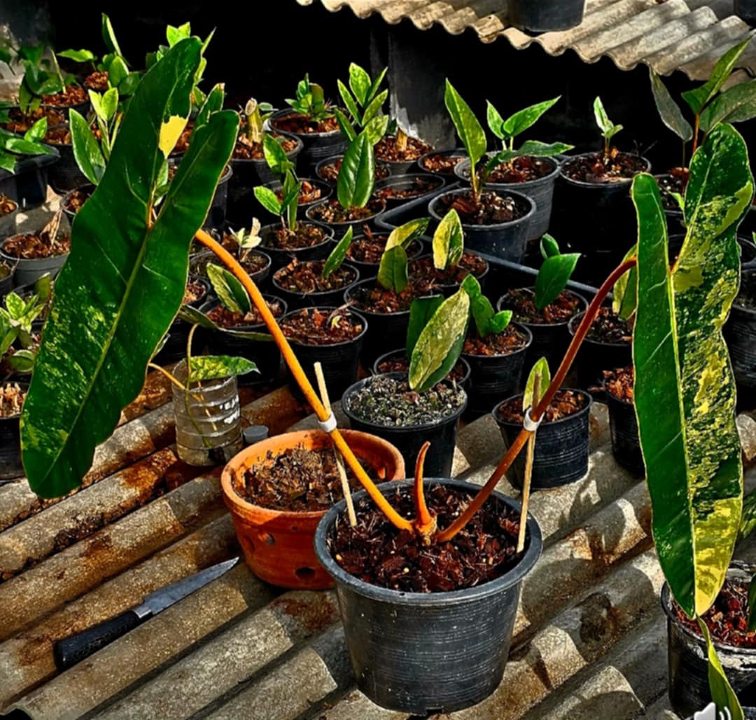 philodendron rare Philodendron Billietia Variegated Rare Plant Root in moss 2-3 leaves- Get Similar