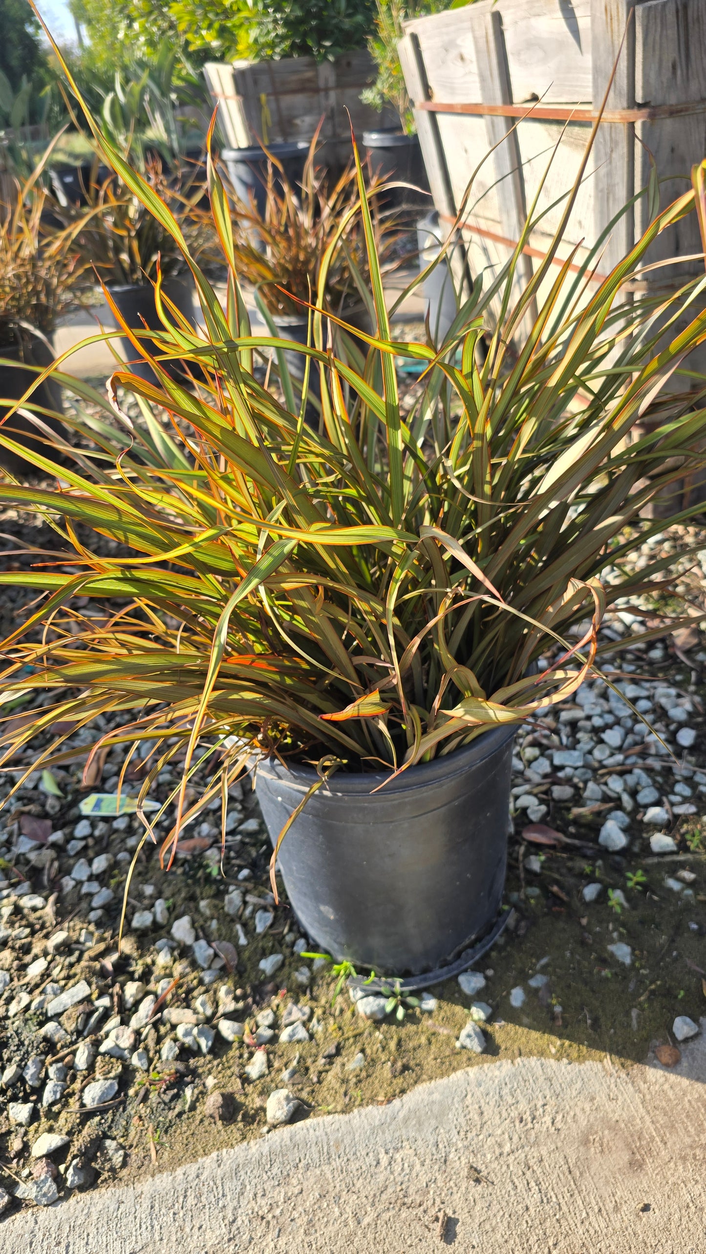 Phormium Tenax 'Jack Spratt' on 5 gallon pot - Get similar - 🪴 Voelk Art & Plants Inc 🪴