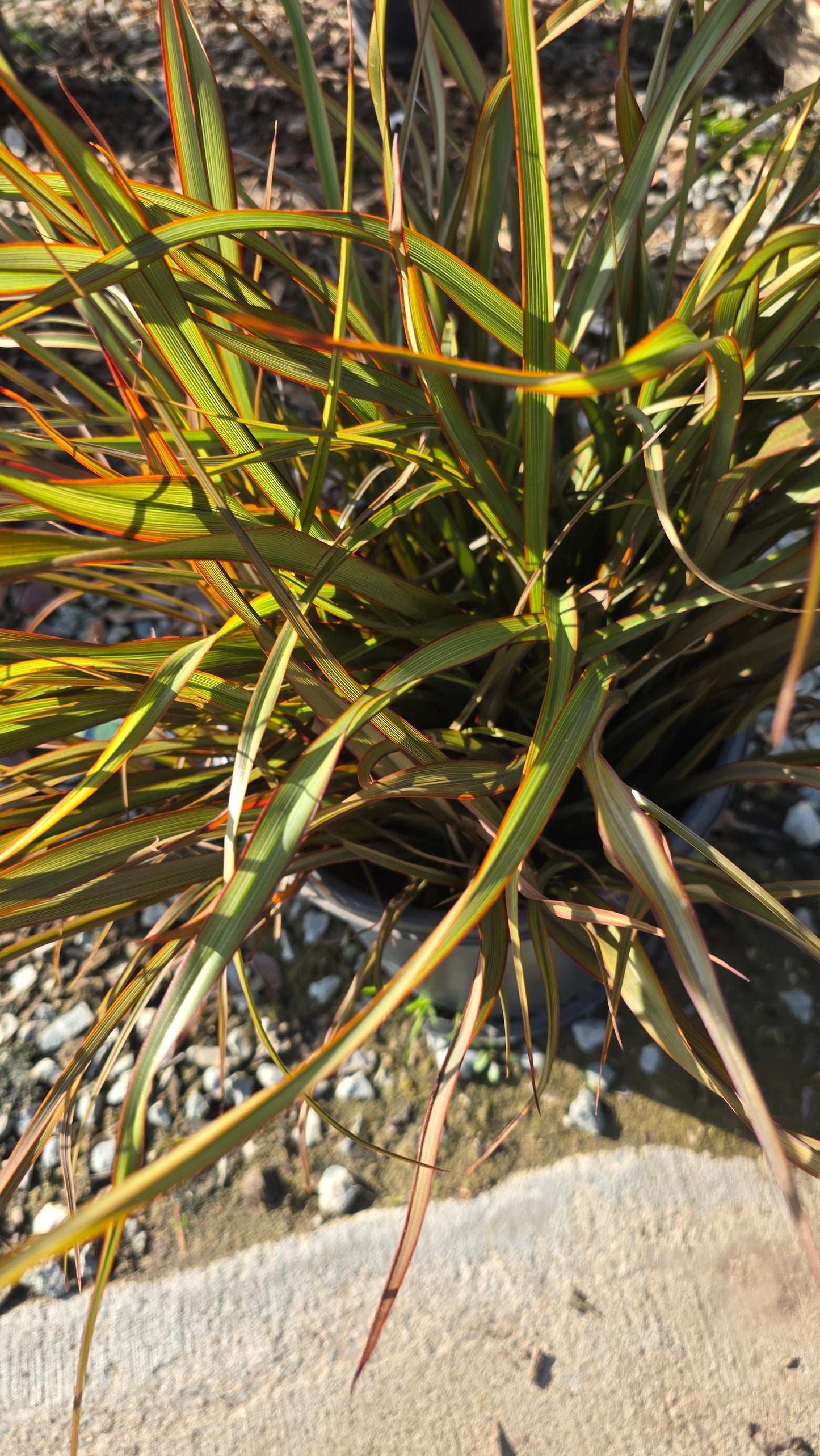 Phormium Tenax 'Jack Spratt' on 5 gallon pot - Get similar - 🪴 Voelk Art & Plants Inc 🪴