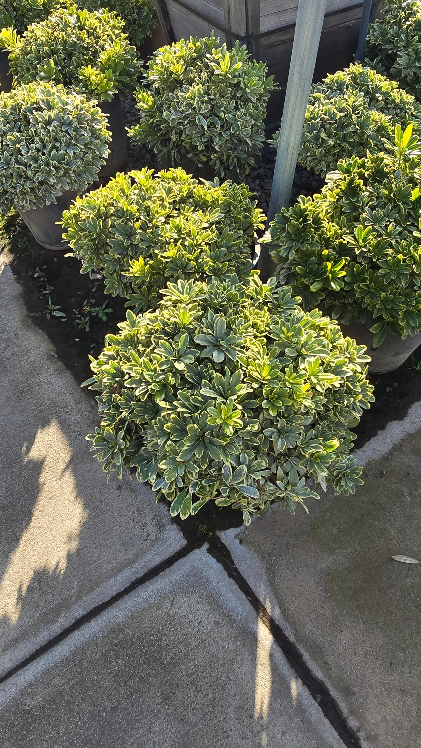 Pittosporum tobira 'Cream de Mint' 5 gallon pot - Get similar - 🪴 Voelk Art & Plants Inc 🪴
