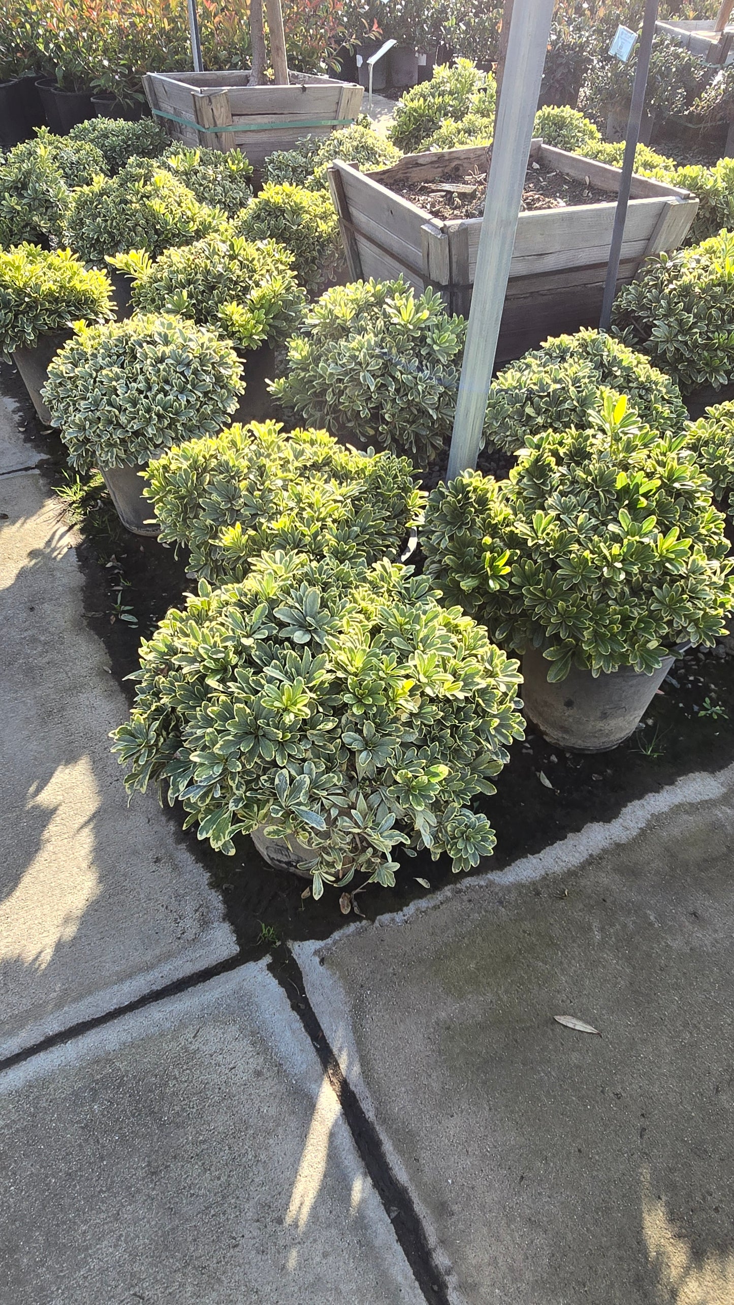 Pittosporum tobira 'Cream de Mint' 5 gallon pot - Get similar - 🪴 Voelk Art & Plants Inc 🪴