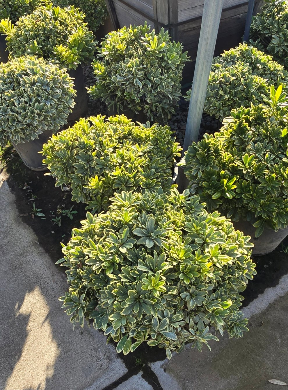 Pittosporum tobira 'Cream de Mint' 5 gallon pot - Get similar - 🪴 Voelk Art & Plants Inc 🪴