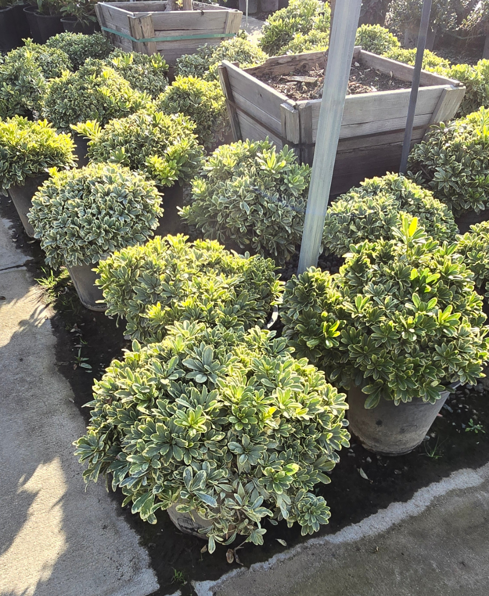 Pittosporum tobira 'Cream de Mint' 5 gallon pot - Get similar - 🪴 Voelk Art & Plants Inc 🪴