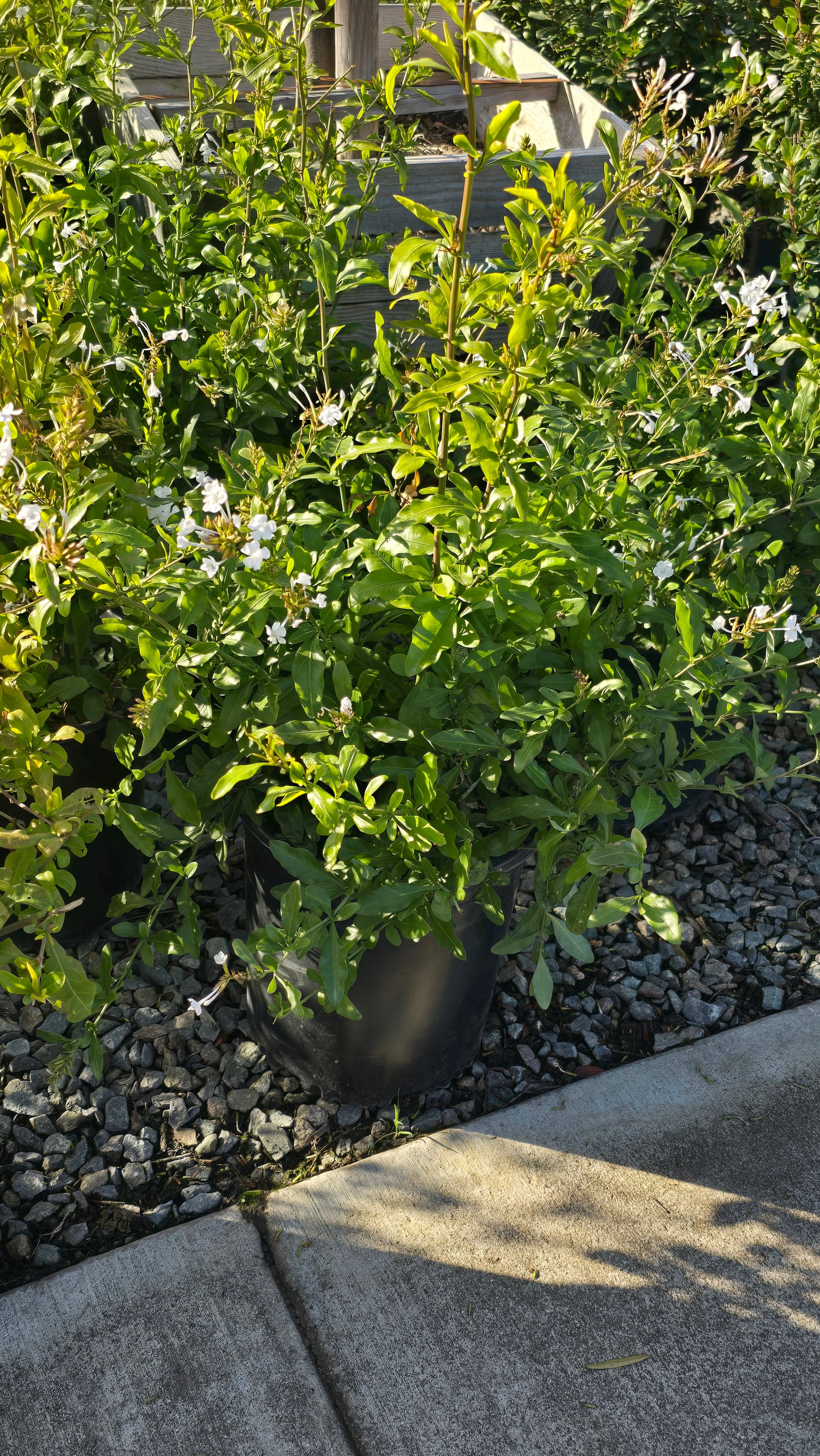 Plumbago auriculata White flower on 5 gallon pot - Get similar - 🪴 Voelk Art & Plants Inc 🪴