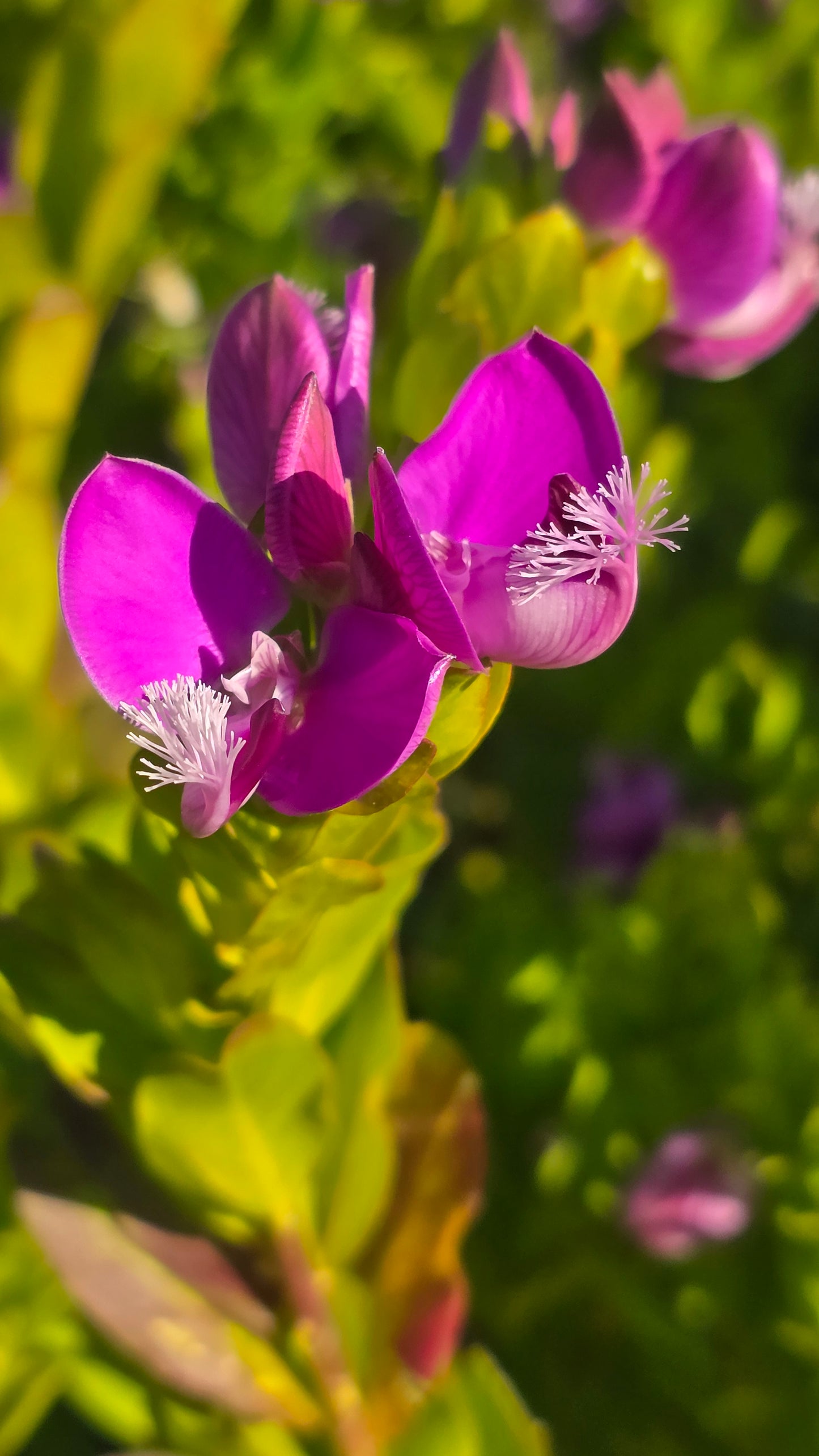 Polygala myrtifolia on 5 gallon pot - Get similar - 🪴 Voelk Art & Plants Inc 🪴