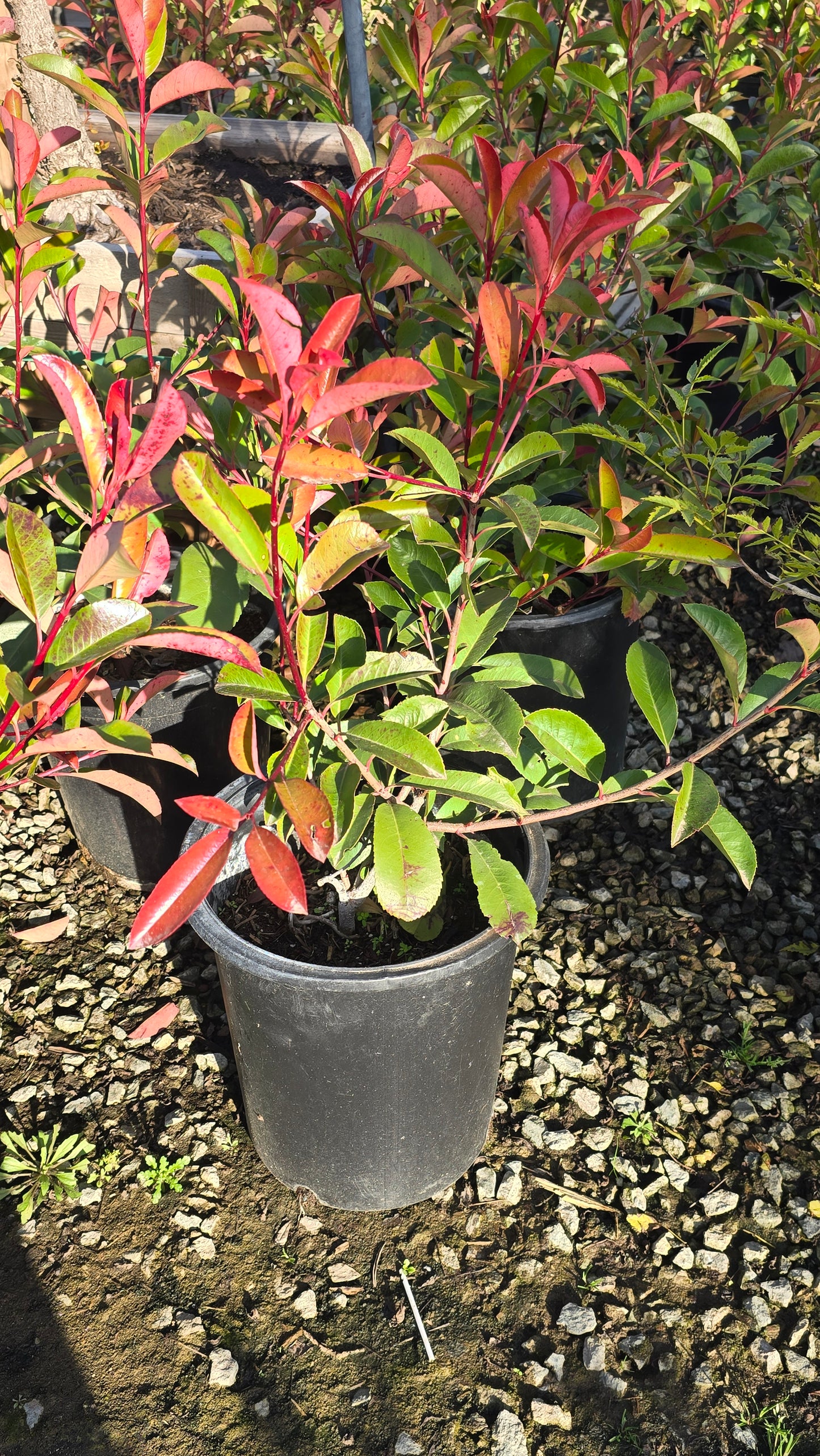 Rhaphiolepis indica 'Pink Lady' 5 gallon pot - Get similar - 🪴 Voelk Art & Plants Inc 🪴