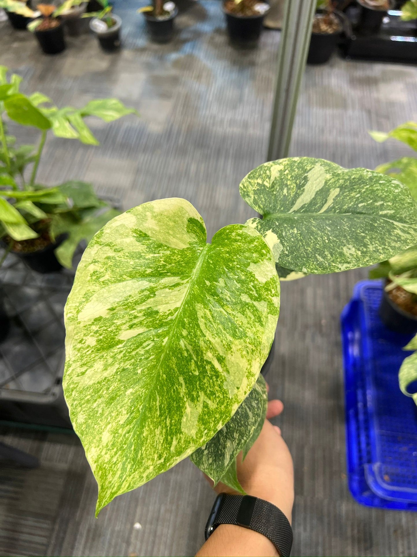 Root in moss 3-4 leaves- Monstera Delisiosa 'Legacy' Variegated Rare Fancy Plant- Get Similar - 🪴 Voelk Art & Plants Inc 🪴