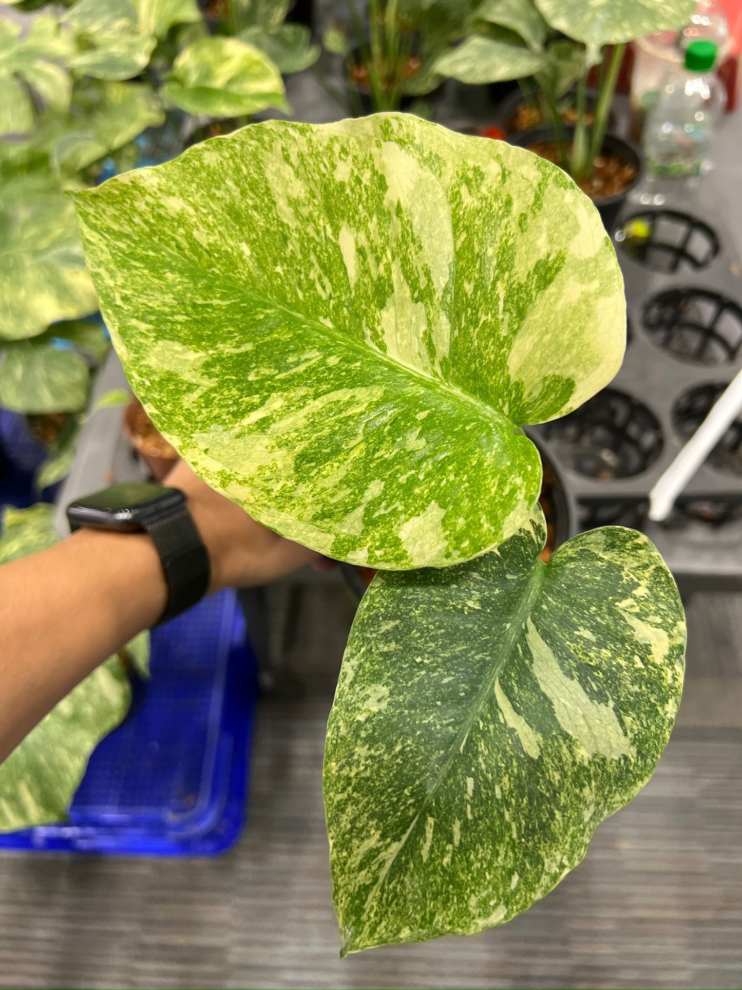 Root in moss 3-4 leaves- Monstera Delisiosa 'Legacy' Variegated Rare Fancy Plant- Get Similar - 🪴 Voelk Art & Plants Inc 🪴