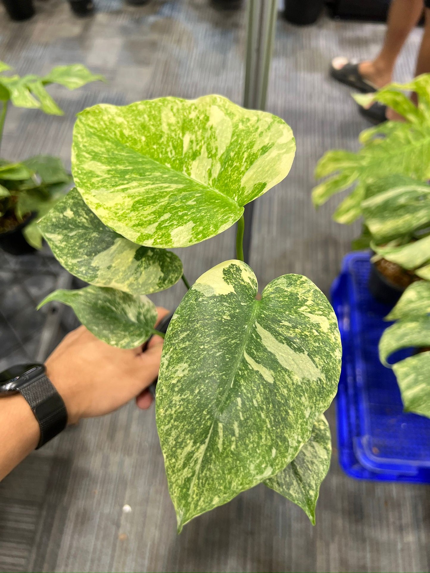 Root in moss 3-4 leaves- Monstera Delisiosa 'Legacy' Variegated Rare Fancy Plant- Get Similar - 🪴 Voelk Art & Plants Inc 🪴