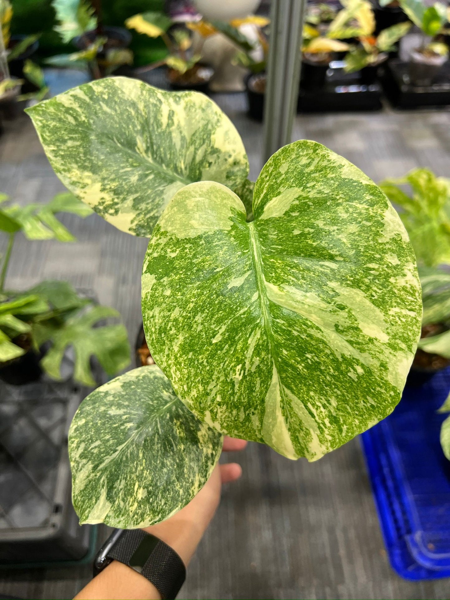Root in moss 3-4 leaves- Monstera Delisiosa 'Legacy' Variegated Rare Fancy Plant- Get Similar - 🪴 Voelk Art & Plants Inc 🪴