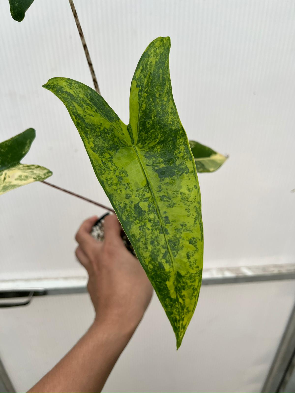 Root in moss 4+ leaves - Alocasia Zebrina Variegated Rare Plant- Get Similar - 🪴 Voelk Art & Plants Inc 🪴