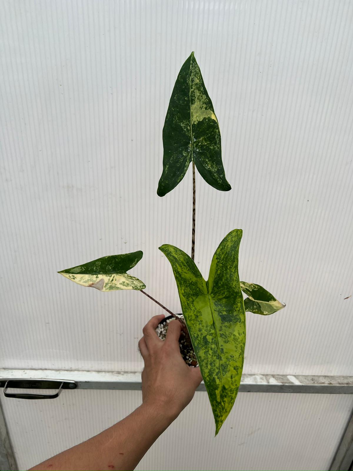 Root in moss 4+ leaves - Alocasia Zebrina Variegated Rare Plant- Get Similar - 🪴 Voelk Art & Plants Inc 🪴