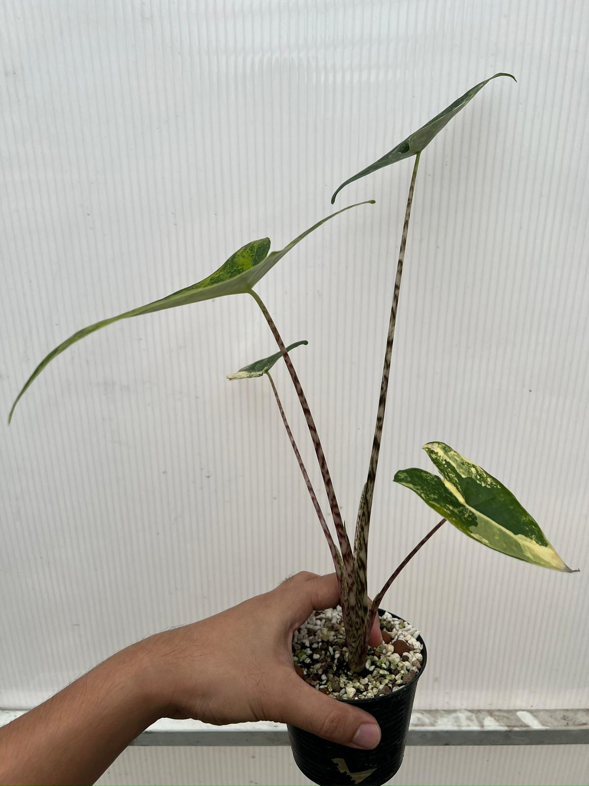 Root in moss 4+ leaves - Alocasia Zebrina Variegated Rare Plant- Get Similar - 🪴 Voelk Art & Plants Inc 🪴