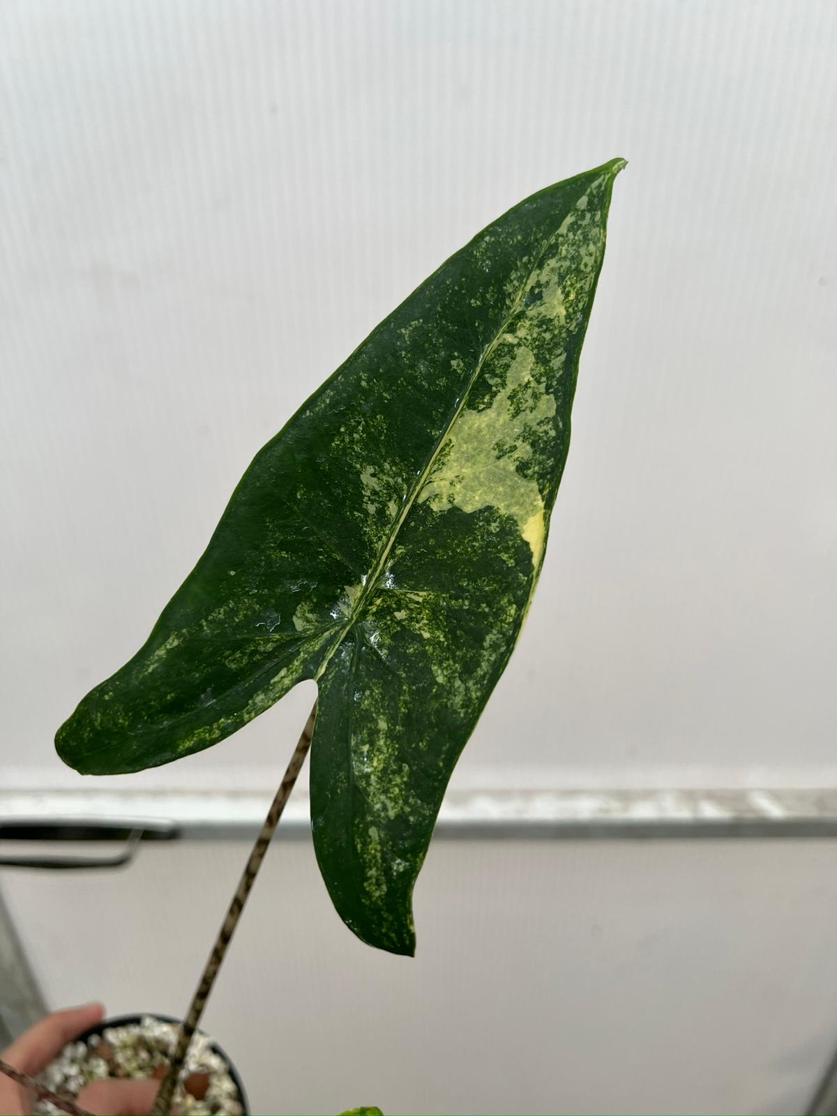 Root in moss 4+ leaves - Alocasia Zebrina Variegated Rare Plant- Get Similar - 🪴 Voelk Art & Plants Inc 🪴