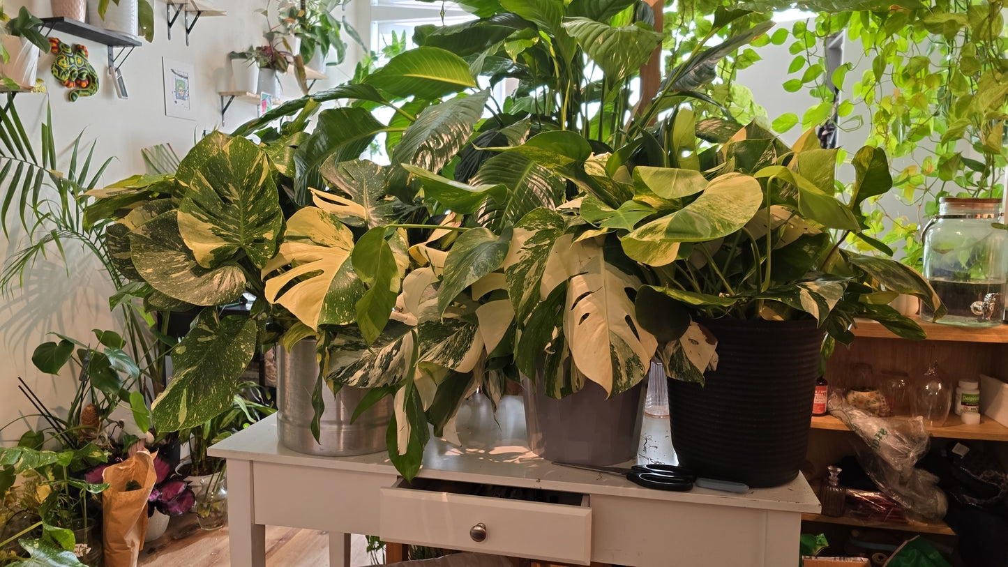 Root in moss 4+ leaves- Monstera Delisiosa 'Albo' Variegated Rare Plant- Get Similar - 🪴 Voelk Art & Plants Inc 🪴