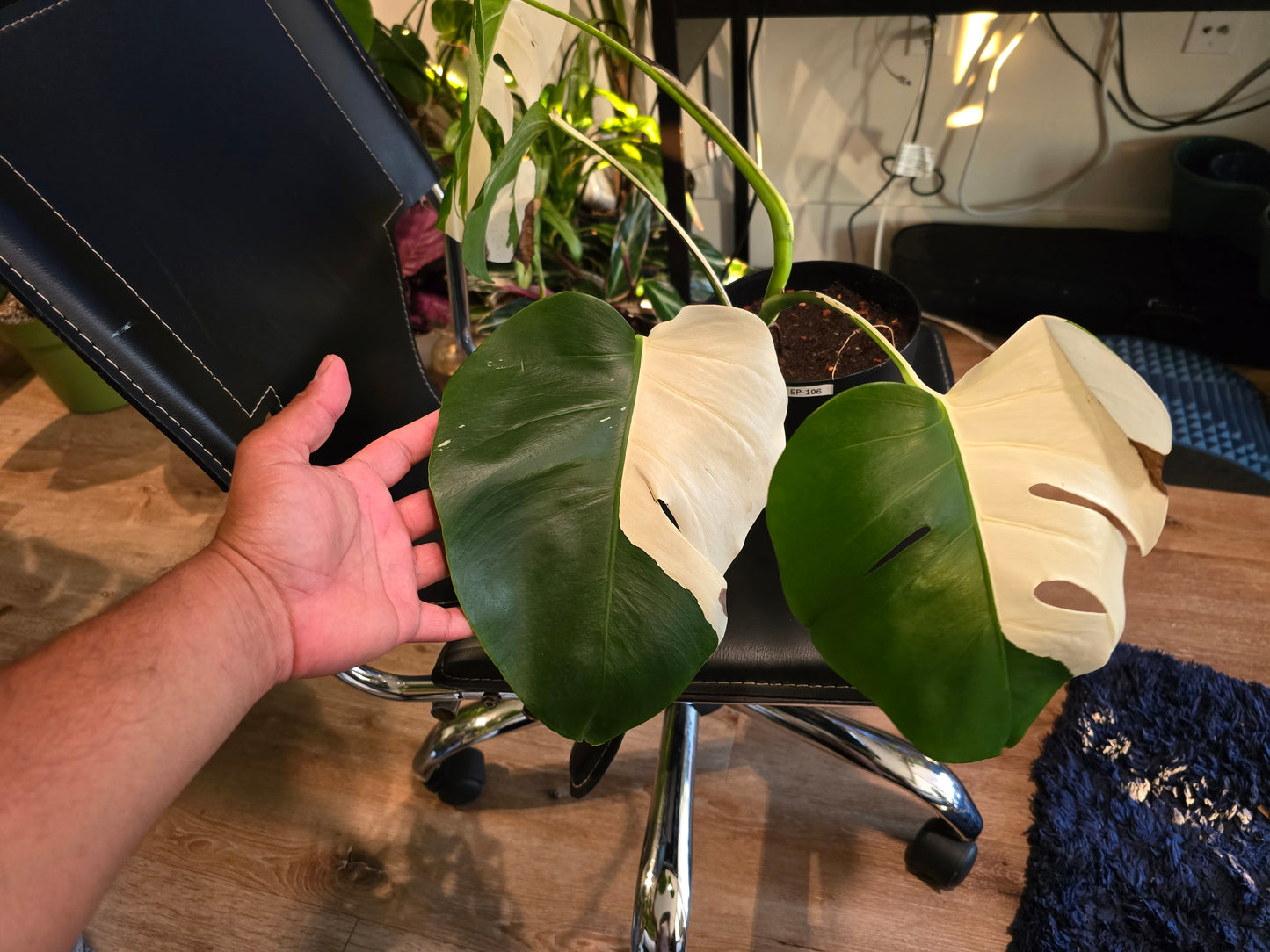Root in moss 4+ leaves- Monstera Delisiosa 'Albo' Variegated Rare Plant- Get Similar - 🪴 Voelk Art & Plants Inc 🪴