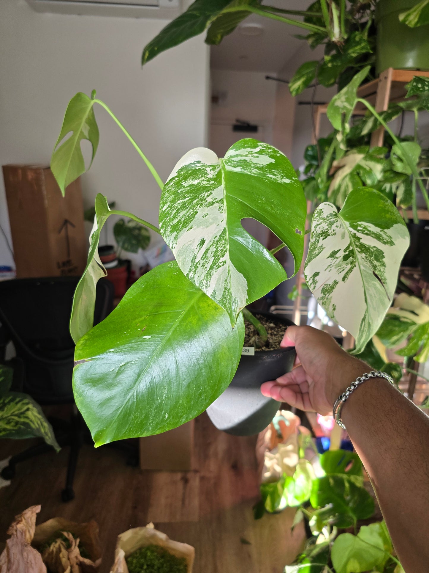 Root in moss 4+ leaves- Monstera Delisiosa 'Albo' Variegated Rare Plant- Get Similar - 🪴 Voelk Art & Plants Inc 🪴