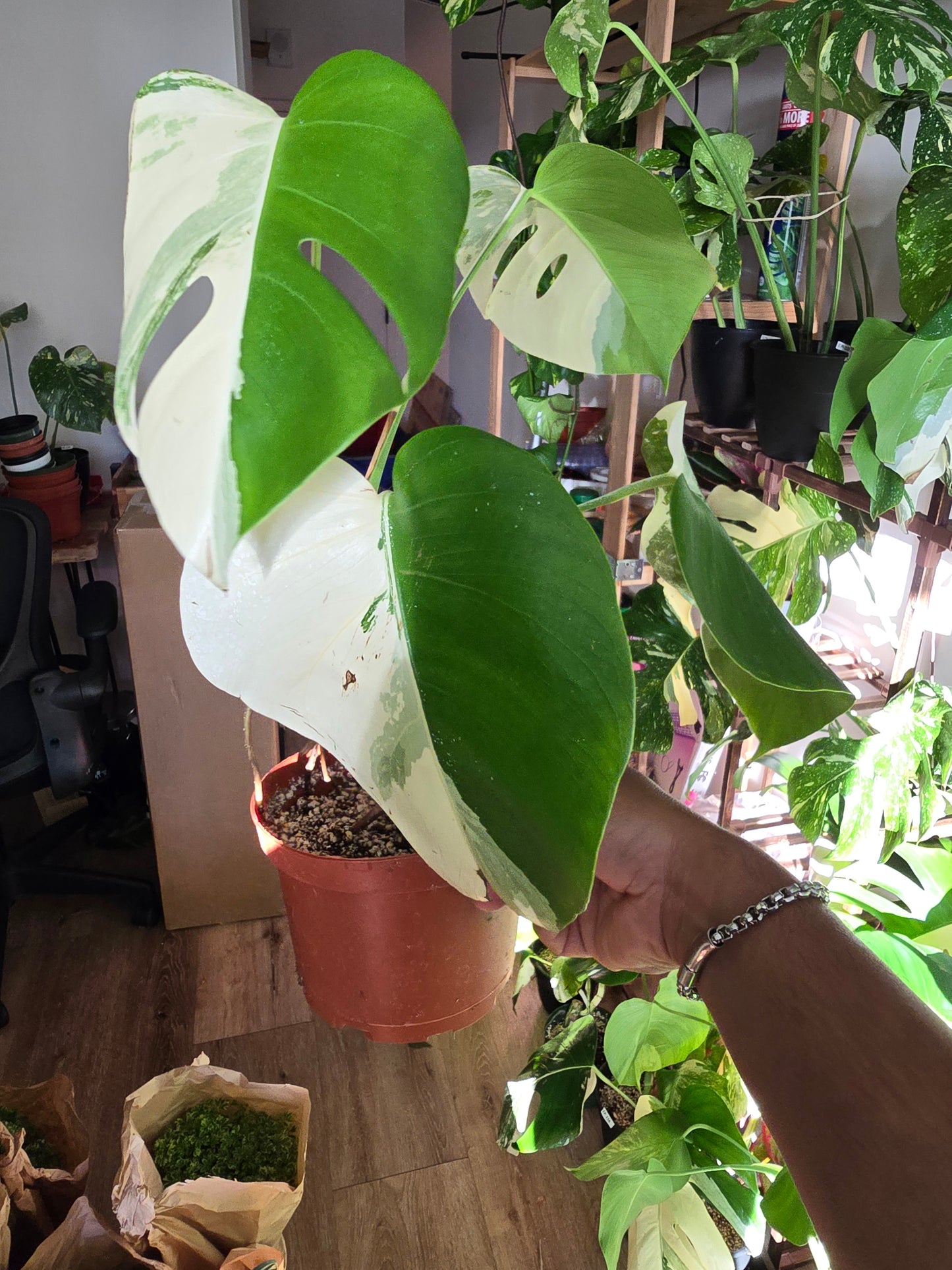 Root in moss 4+ leaves- Monstera Delisiosa 'Albo' Variegated Rare Plant- Get Similar - 🪴 Voelk Art & Plants Inc 🪴