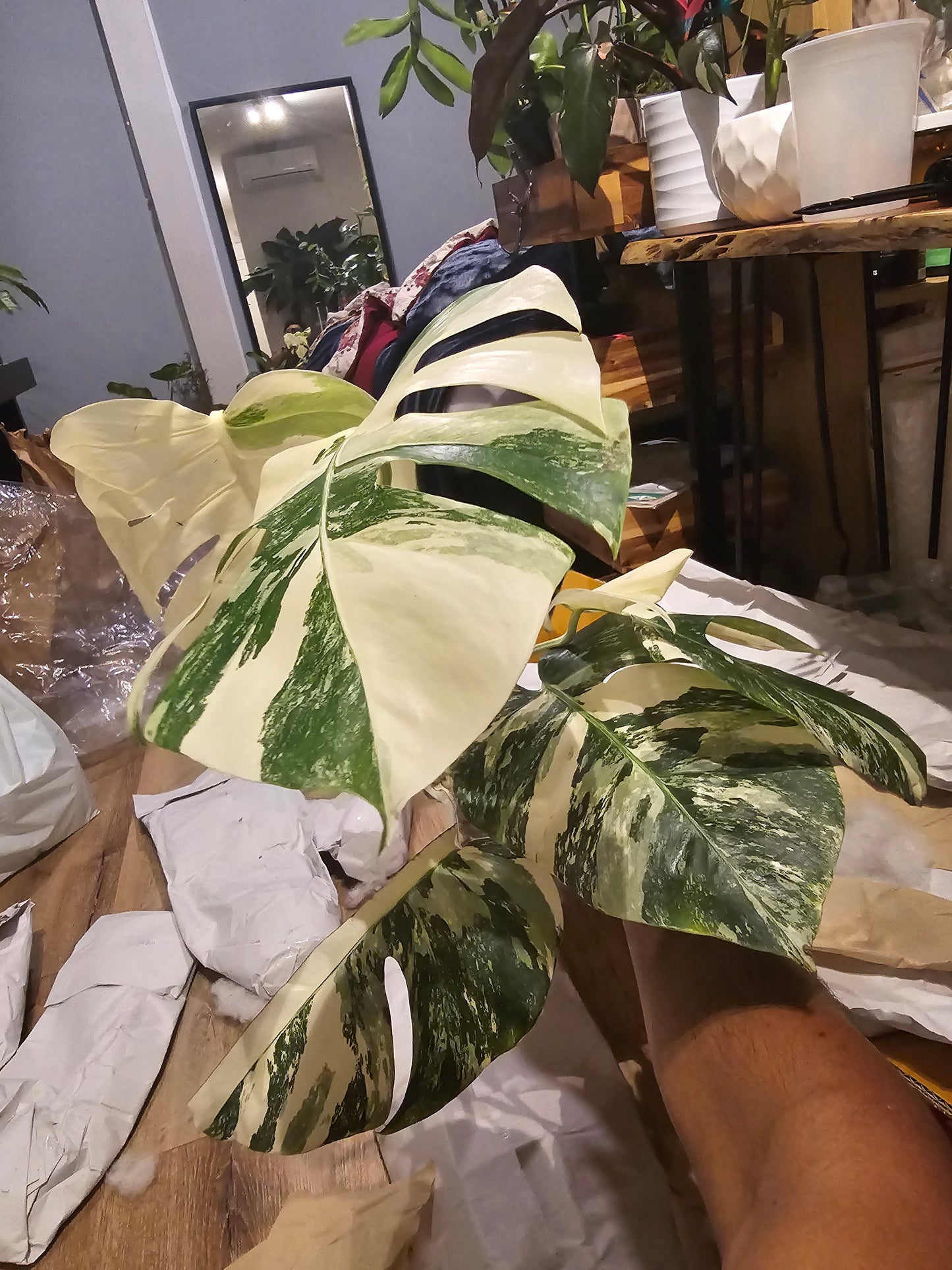 Root in moss 4+ leaves- Monstera Delisiosa 'Albo' Variegated Rare Plant- Get Similar - 🪴 Voelk Art & Plants Inc 🪴