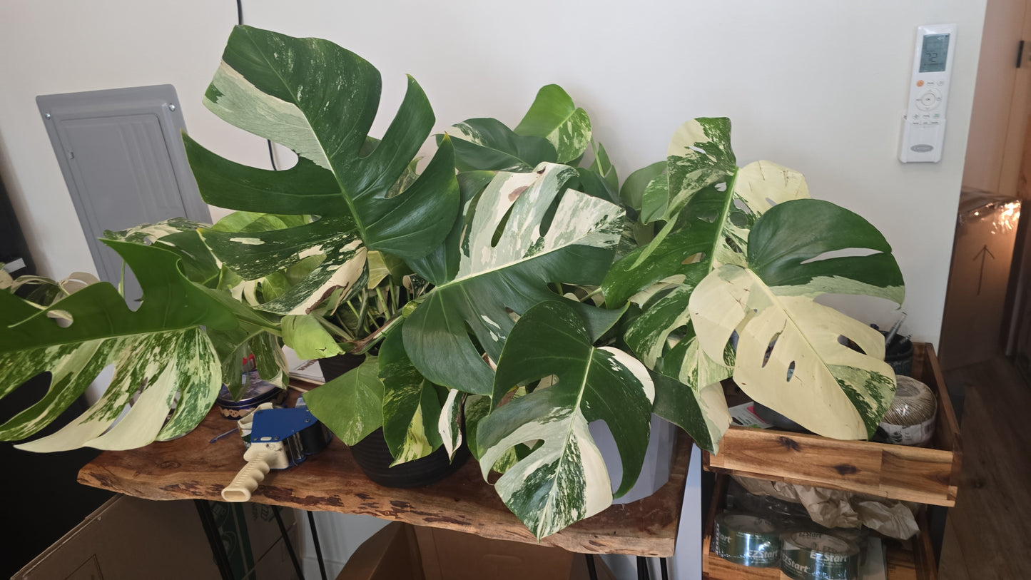 Root in moss 4+ leaves- Monstera Delisiosa 'Albo' Variegated Rare Plant- Get Similar - 🪴 Voelk Art & Plants Inc 🪴