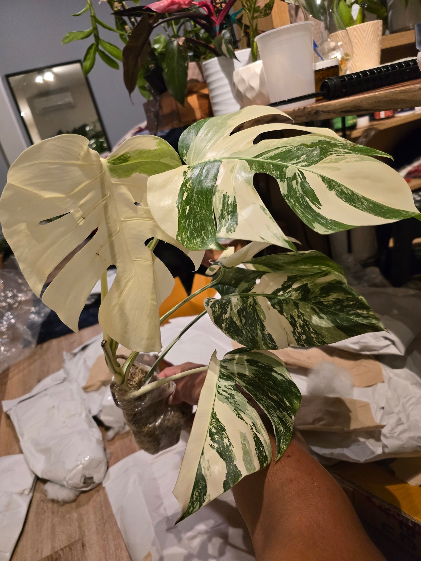 Root in moss 4+ leaves- Monstera Delisiosa 'Albo' Variegated Rare Plant- Get Similar - 🪴 Voelk Art & Plants Inc 🪴
