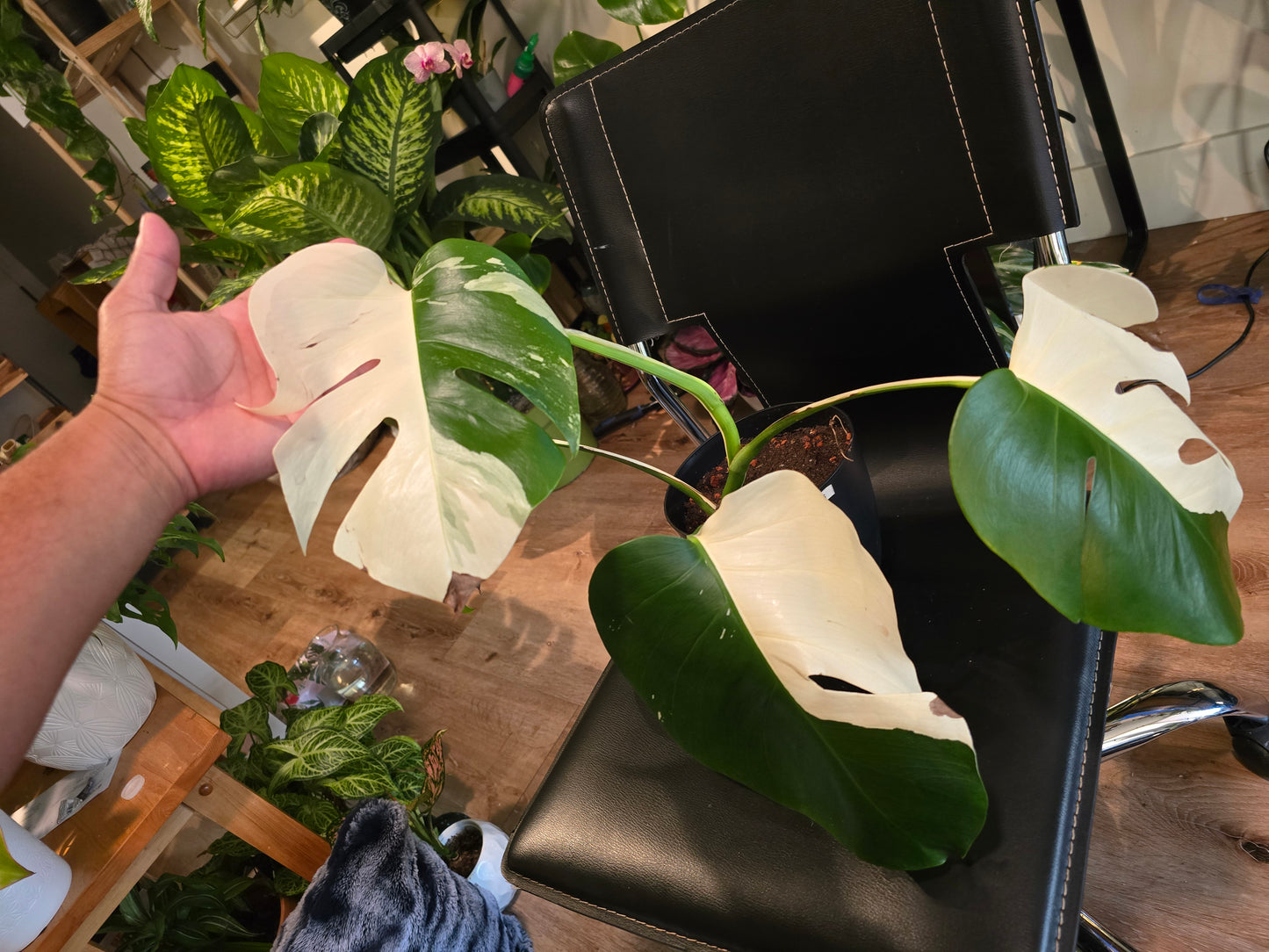 Root in moss 4+ leaves- Monstera Delisiosa 'Albo' Variegated Rare Plant- Get Similar - 🪴 Voelk Art & Plants Inc 🪴