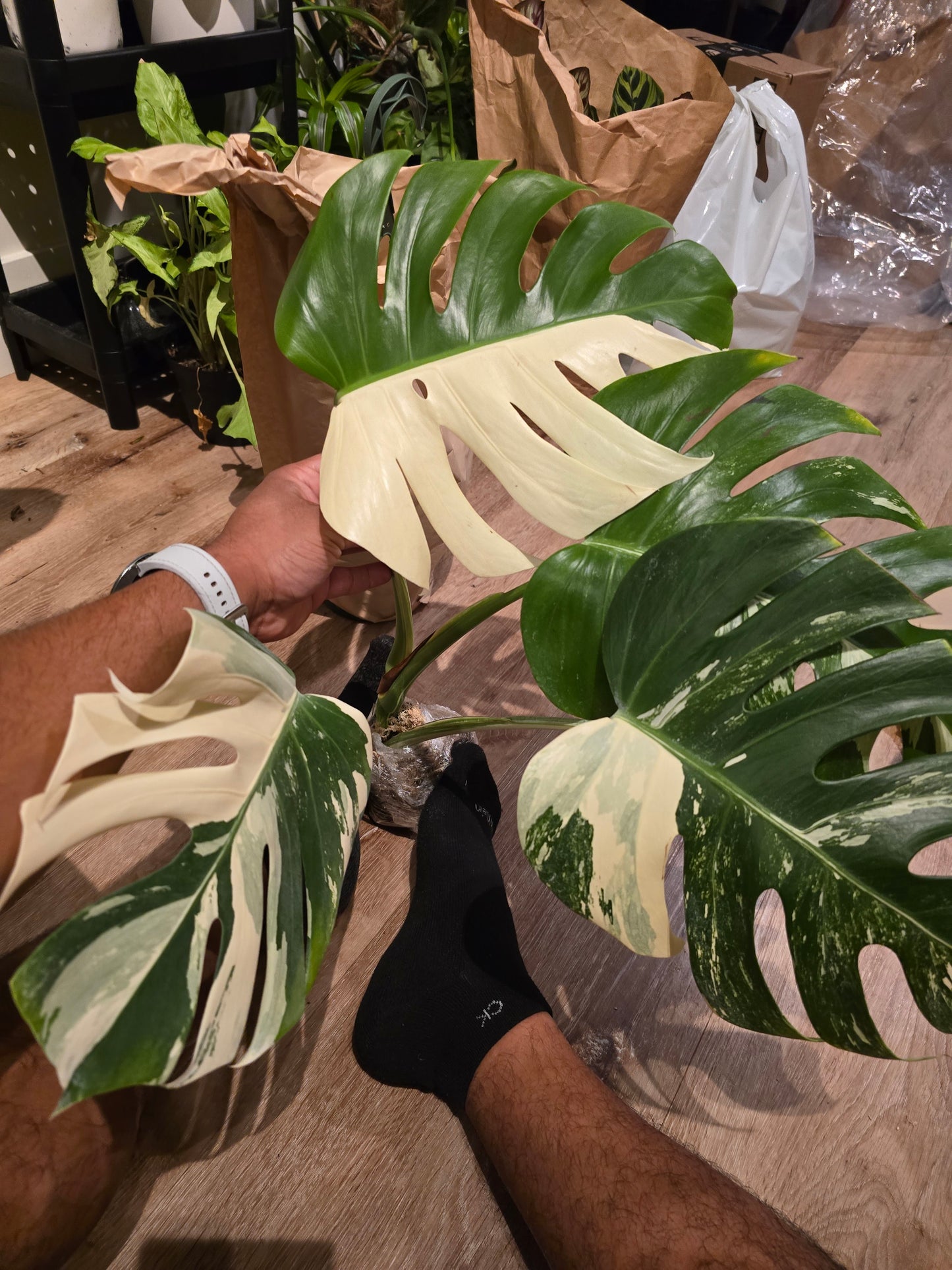 Root in moss 4+ leaves- Monstera Delisiosa 'Albo' Variegated Rare Plant- Get Similar - 🪴 Voelk Art & Plants Inc 🪴