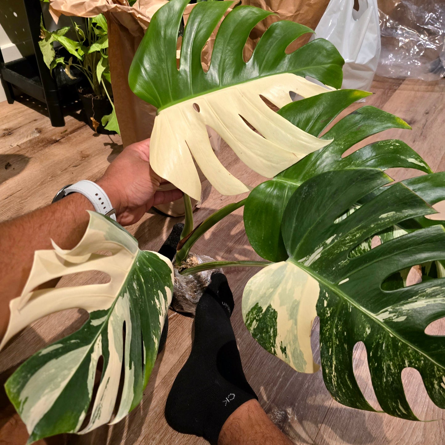 Root in moss 4+ leaves- Monstera Delisiosa 'Albo' Variegated Rare Plant- Get Similar - 🪴 Voelk Art & Plants Inc 🪴